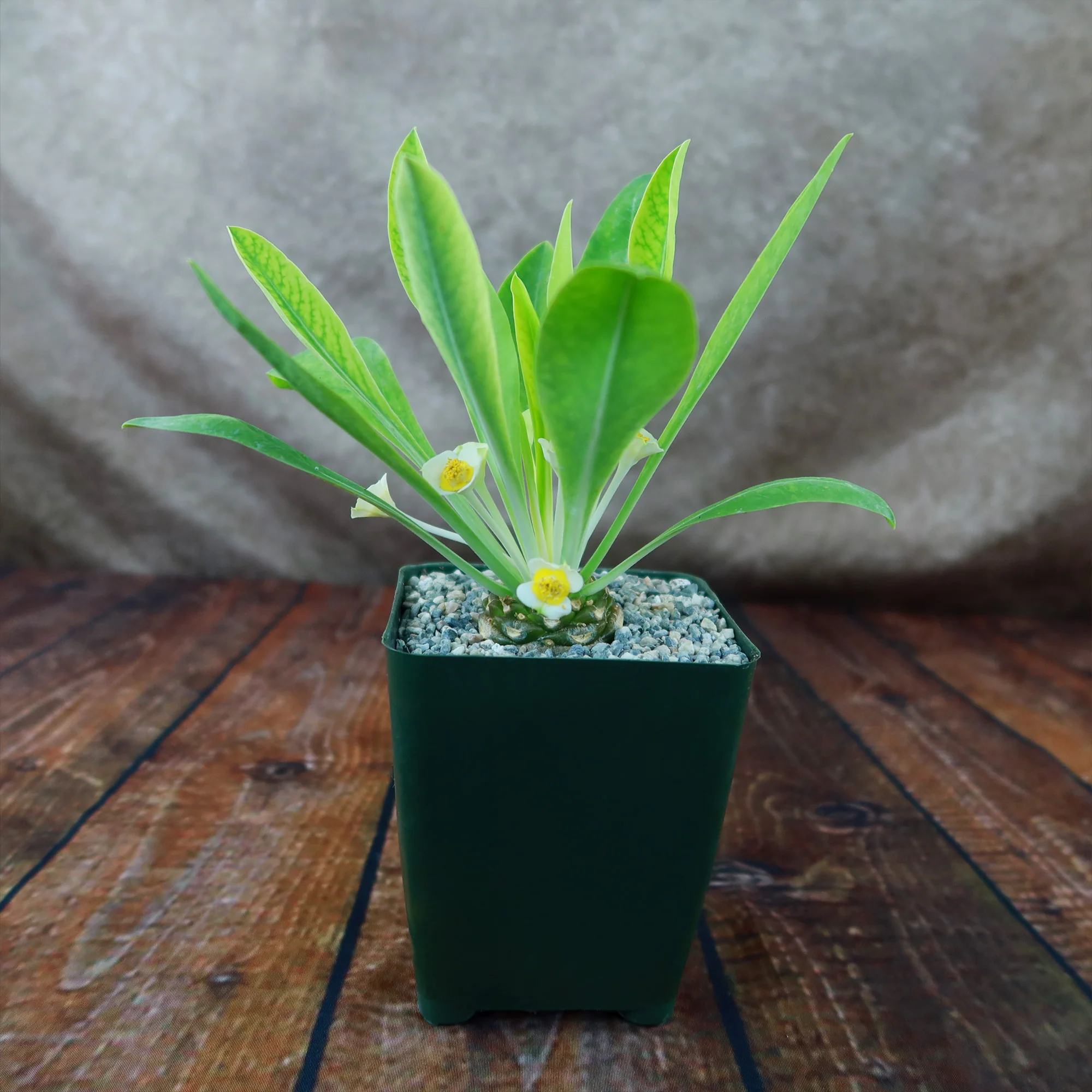 Euphorbia bupleurifolia