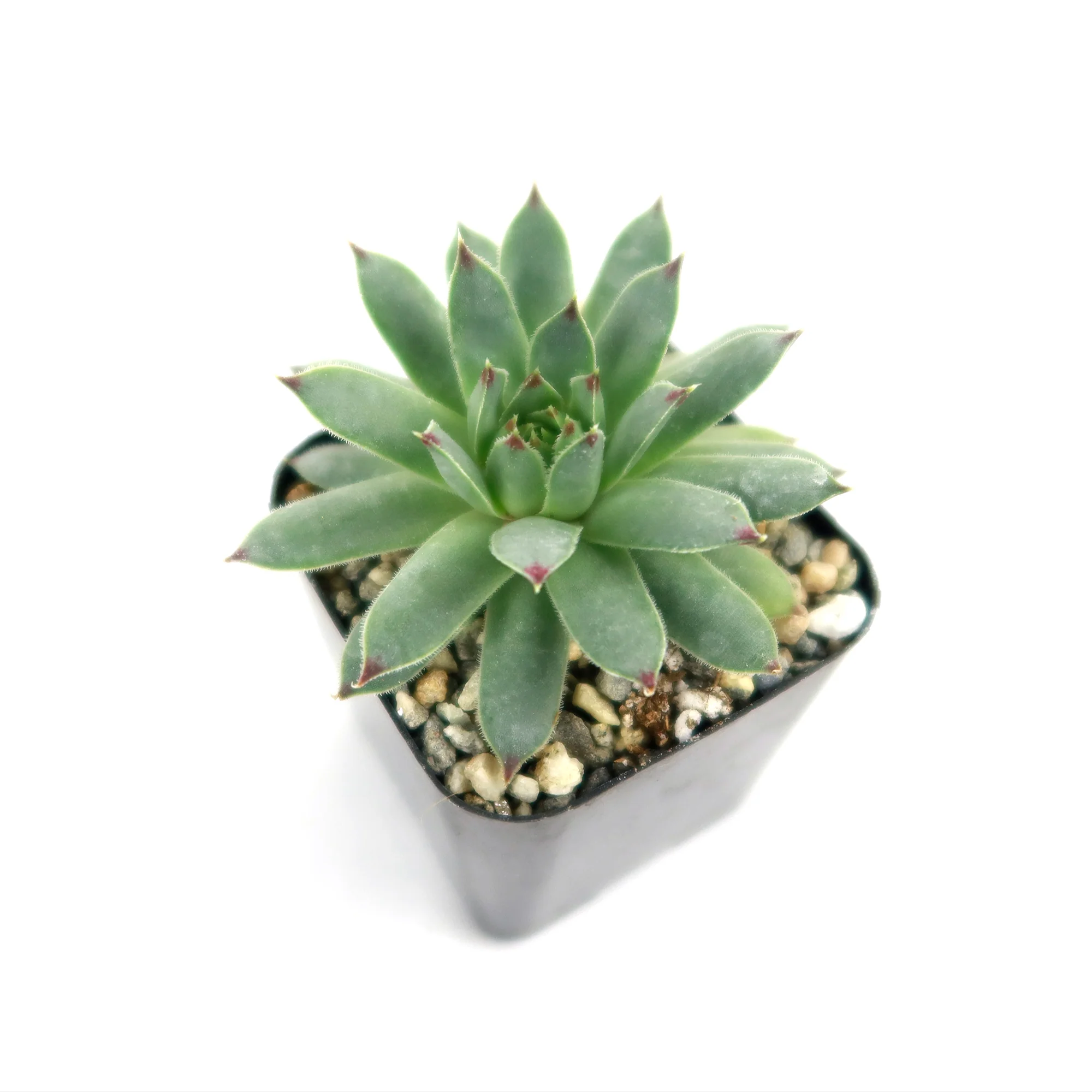 Sempervivum calcareum (Hens and Chicks)