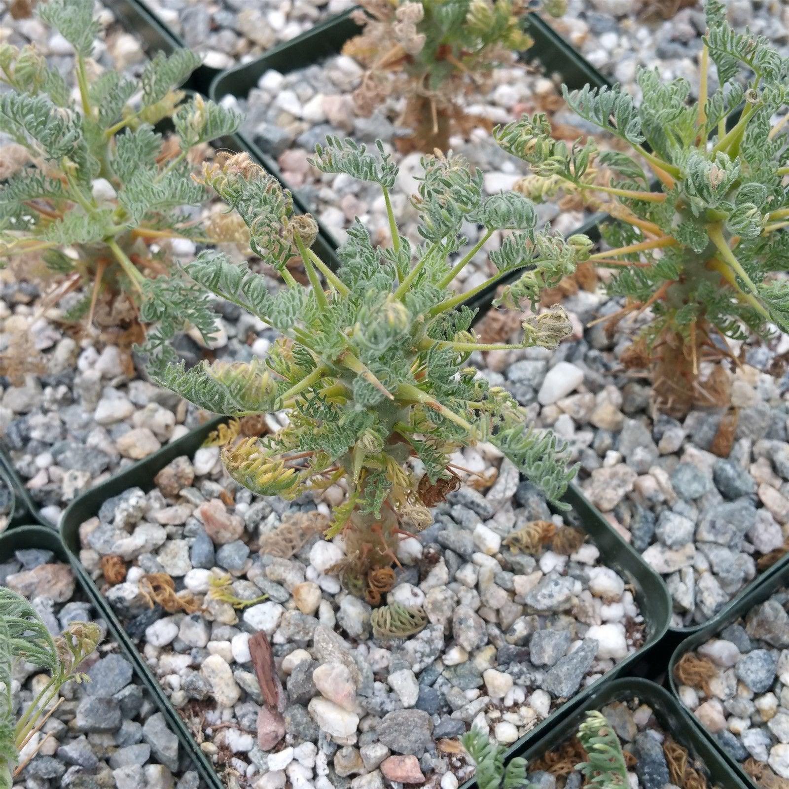 Sarcocaulon monsonia herrei