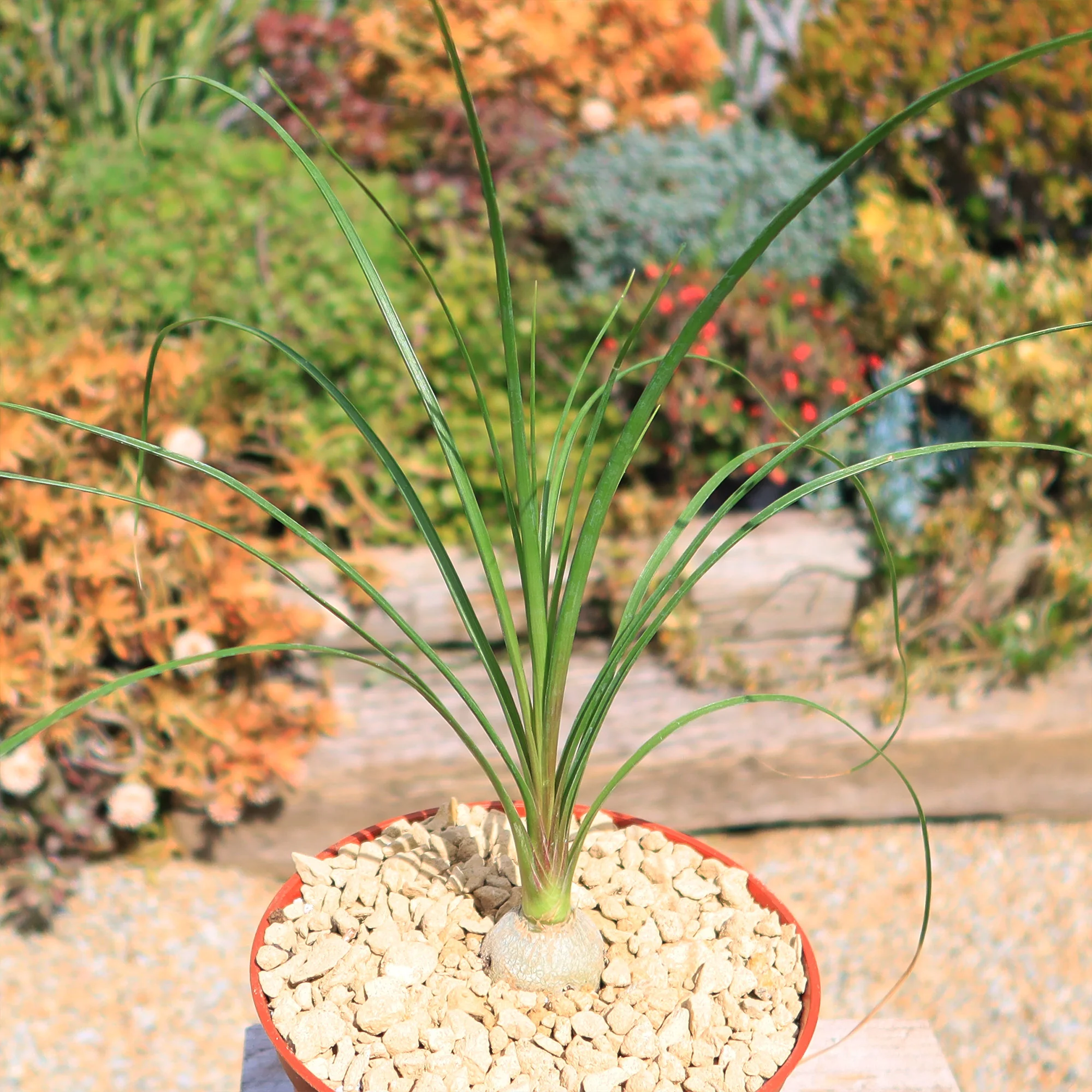 Ponytail palm 'Beaucarnea recurvata'