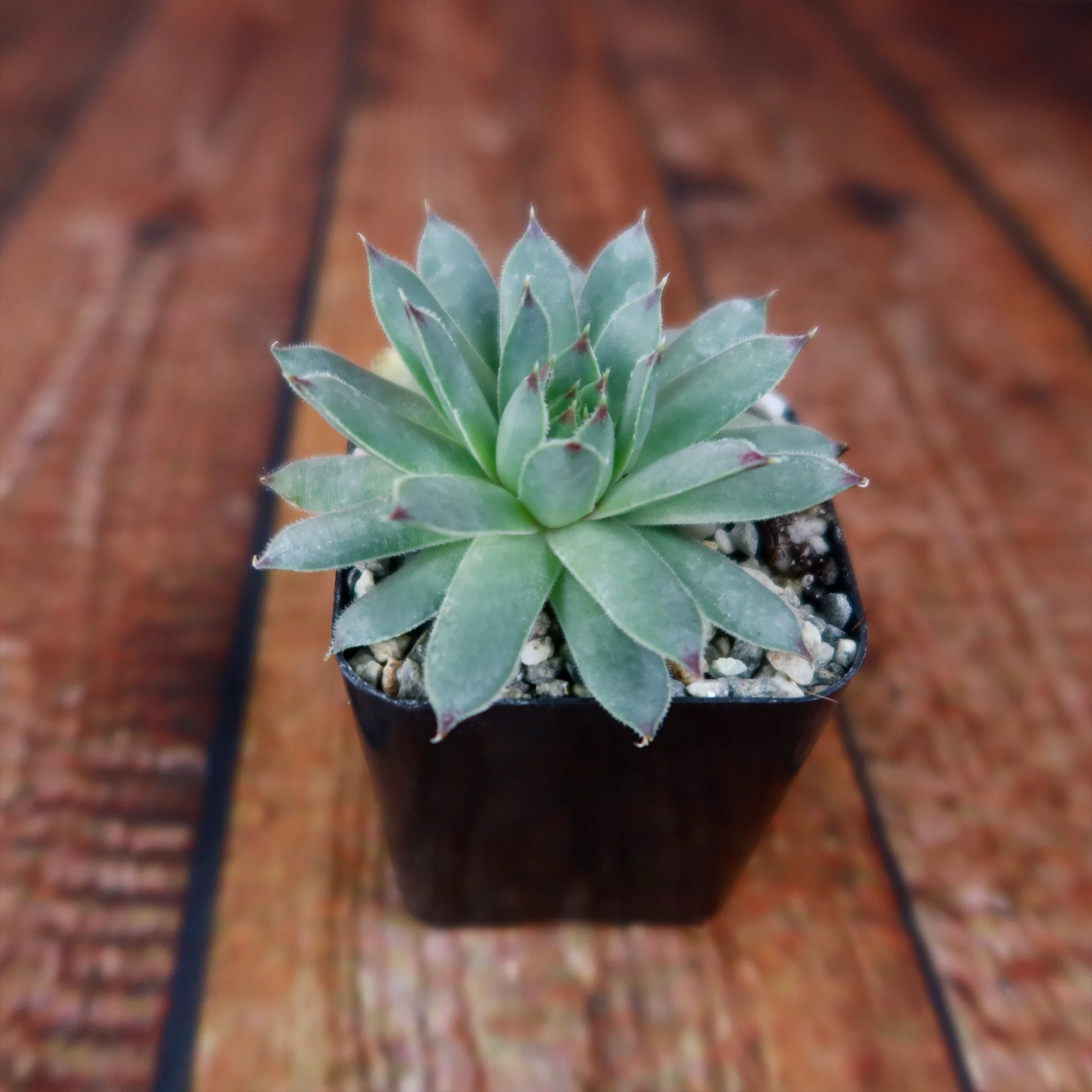 Sempervivum calcareum (Hens and Chicks)