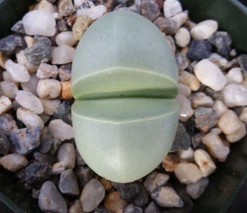 Argyroderma delaetii