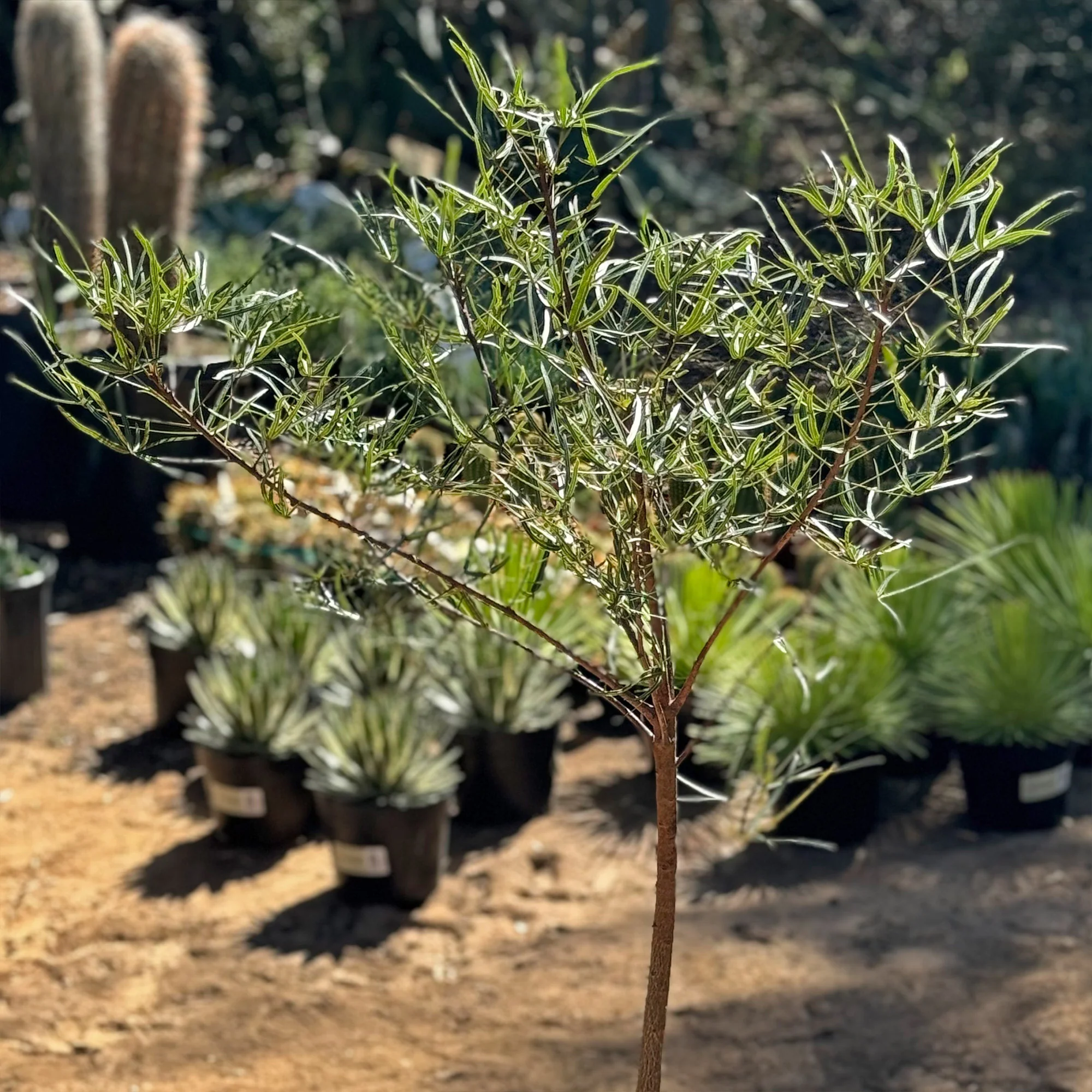 Queensland Bottle Tree 'Brachychiton rupestris'