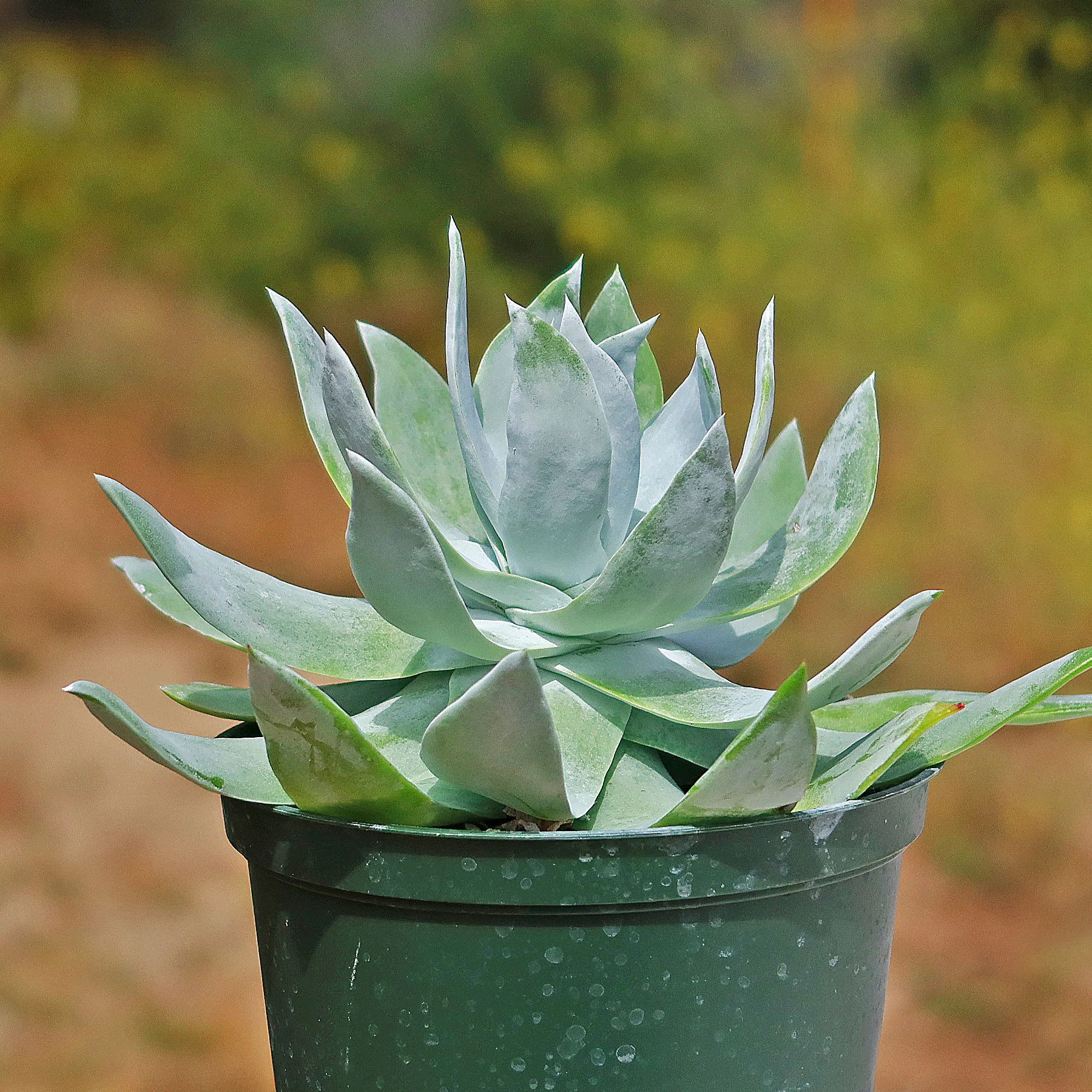 Giant Chalk Dudleya ��Dudleya brittonii��