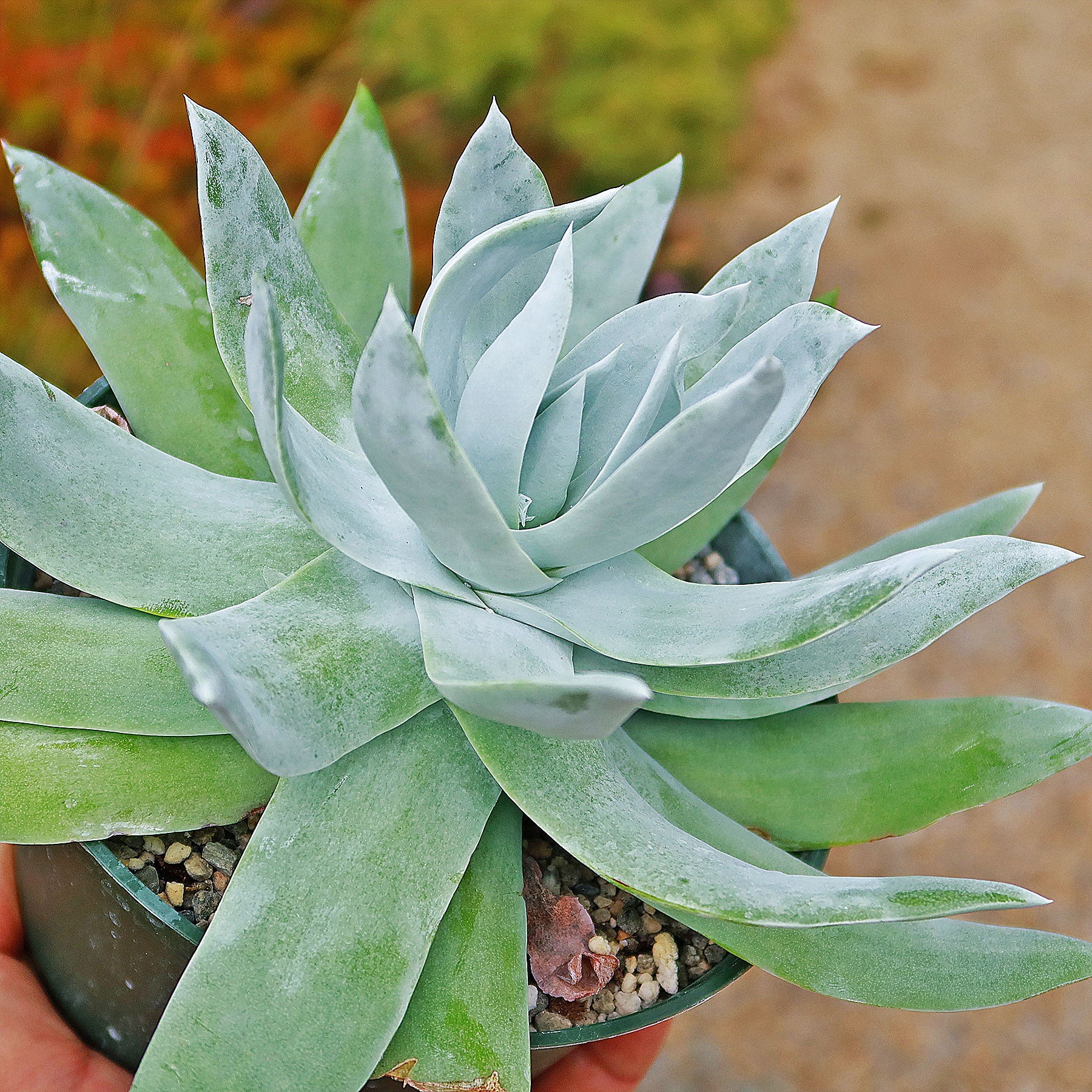 Giant Chalk Dudleya ��Dudleya brittonii��