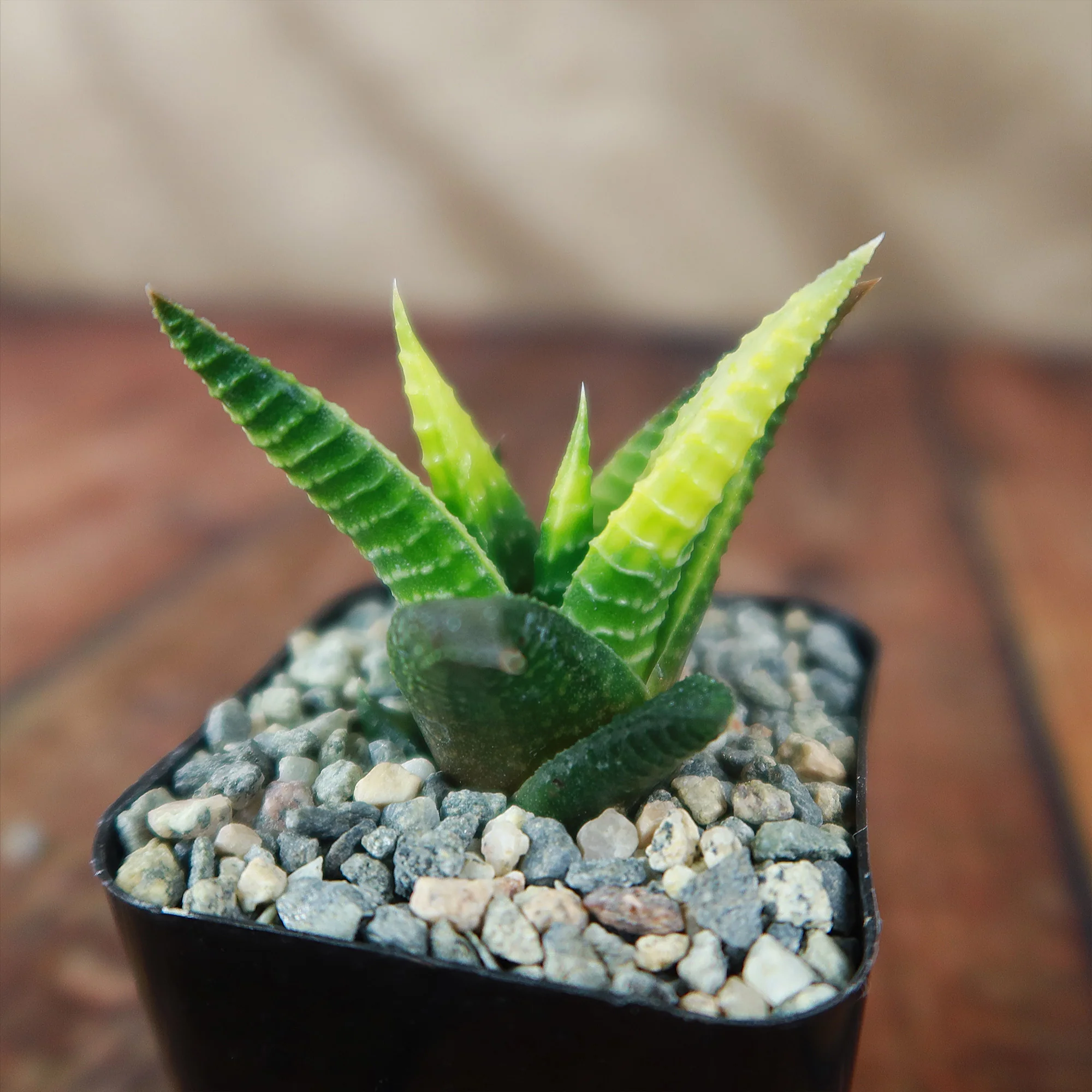 Haworthia limifolia variegata