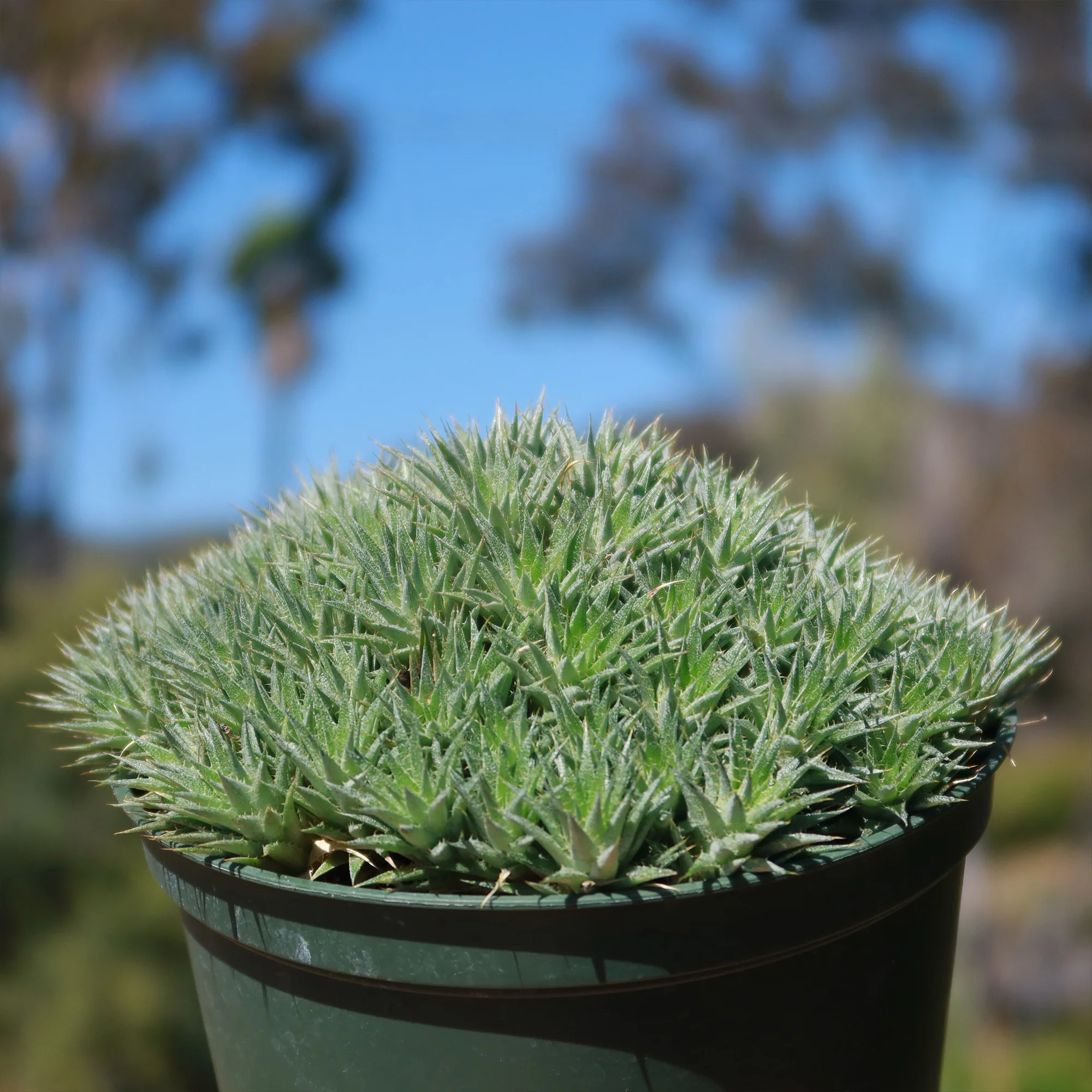 Abromeitiella chlorantha