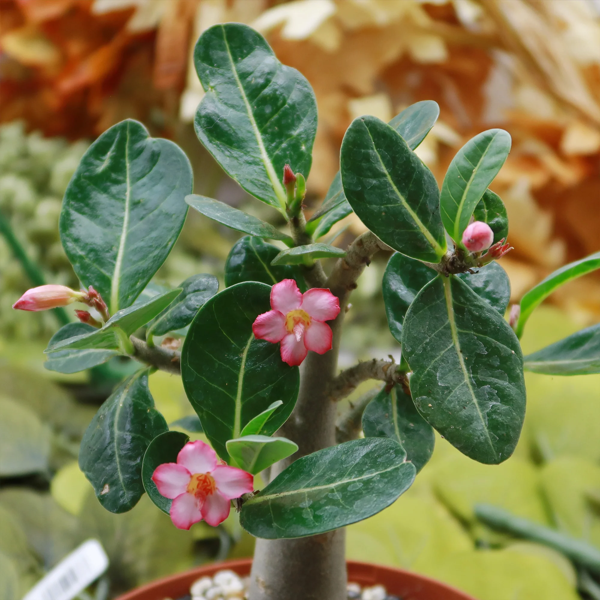Desert Rose 'Adenium obesum'