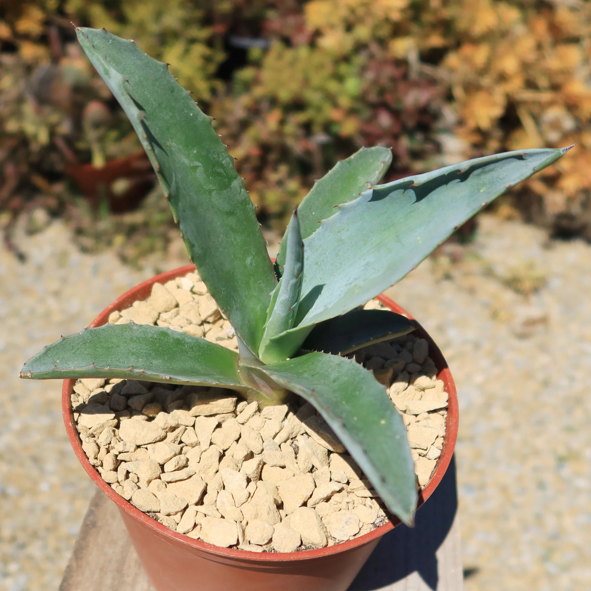 Blue agave - Agave Tequilana 'Tequila Plant'
