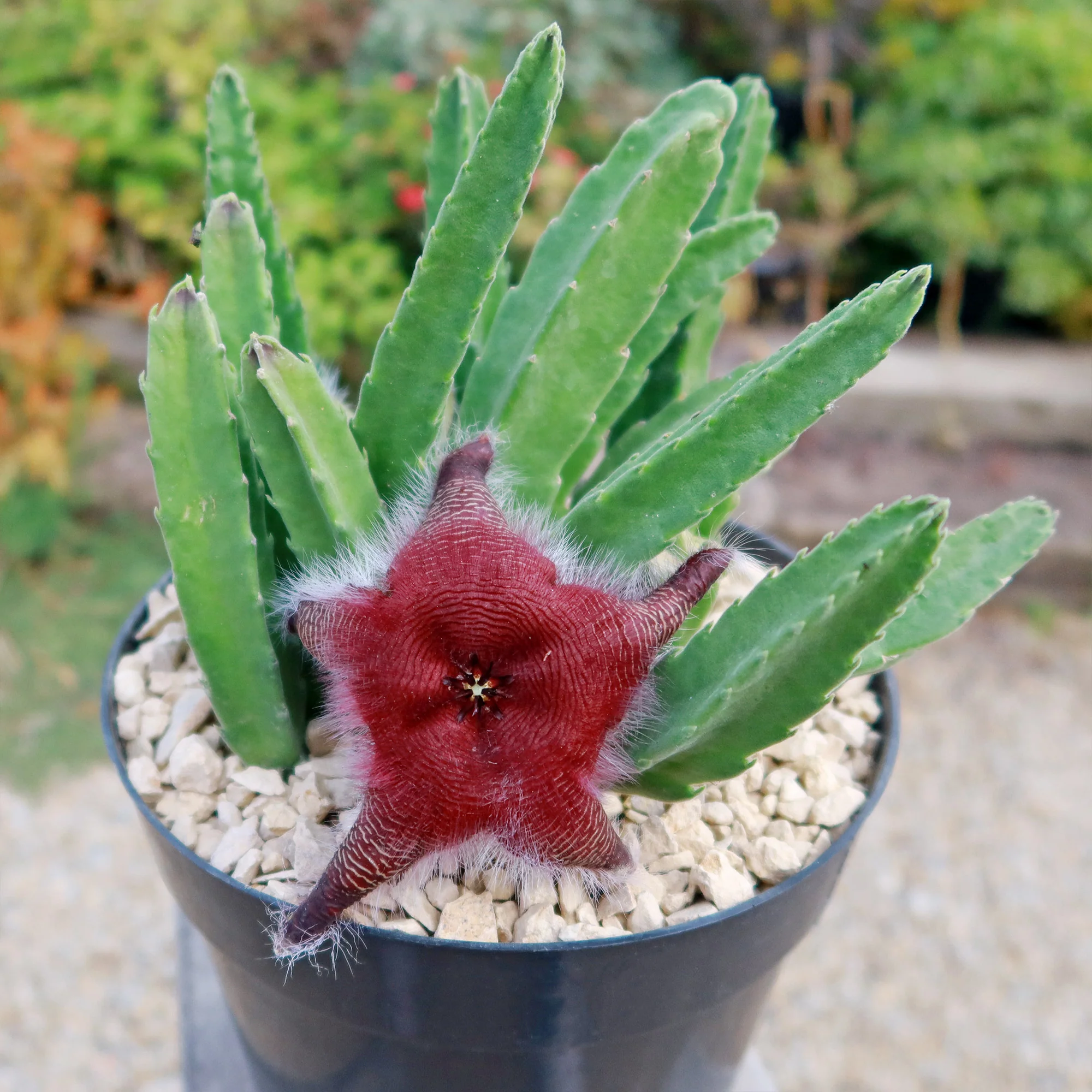 Giant Toad Plant ��Stapelia grandiflora��