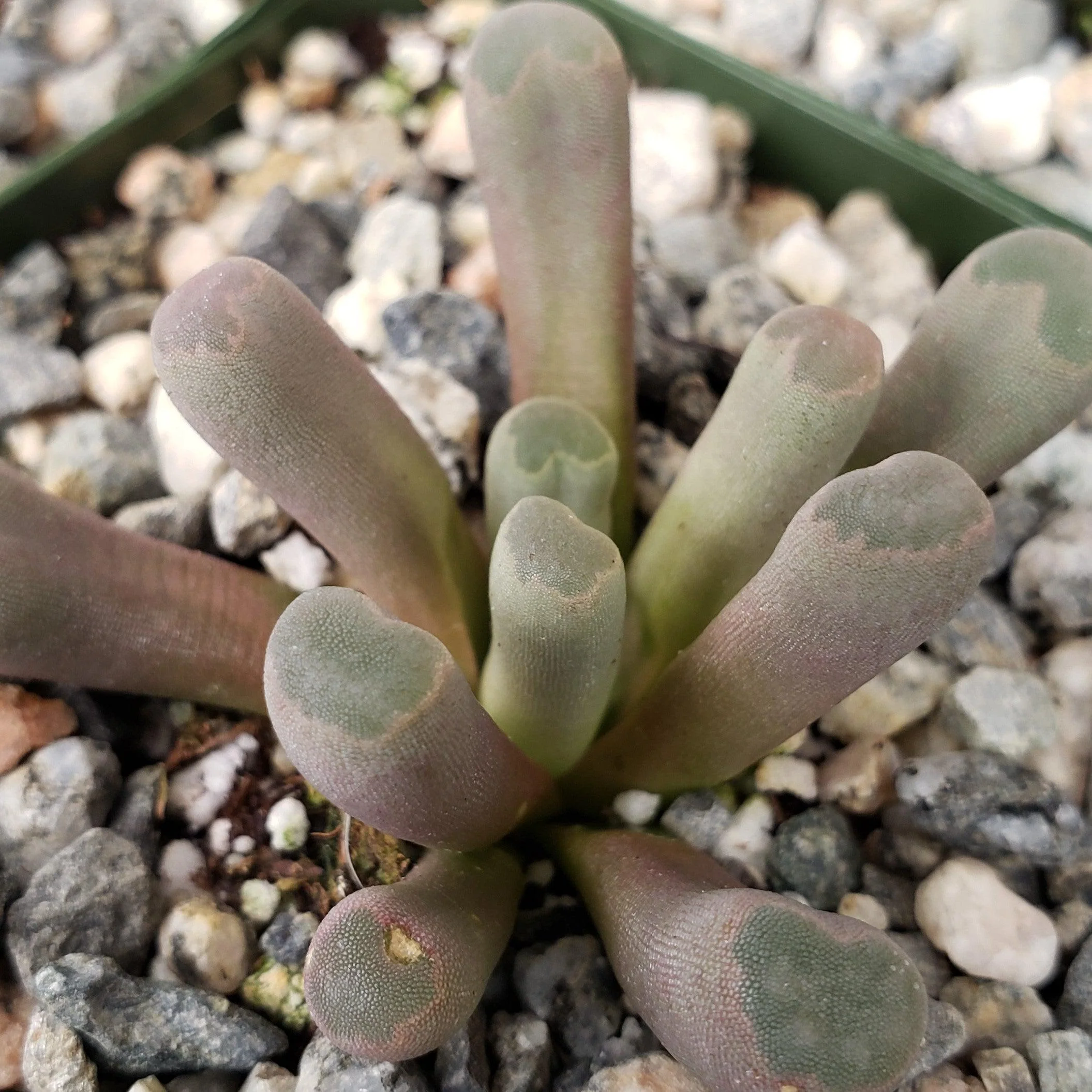 Fairy Elephant's Feet - Frithia Pulchra
