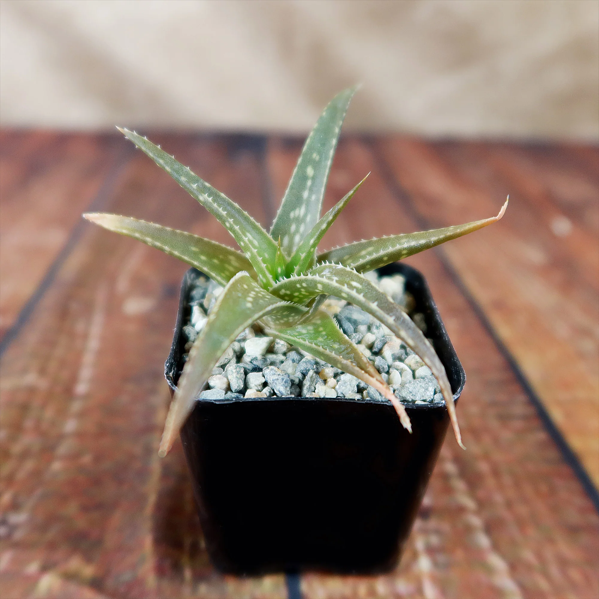 Aloe firebird hybrid