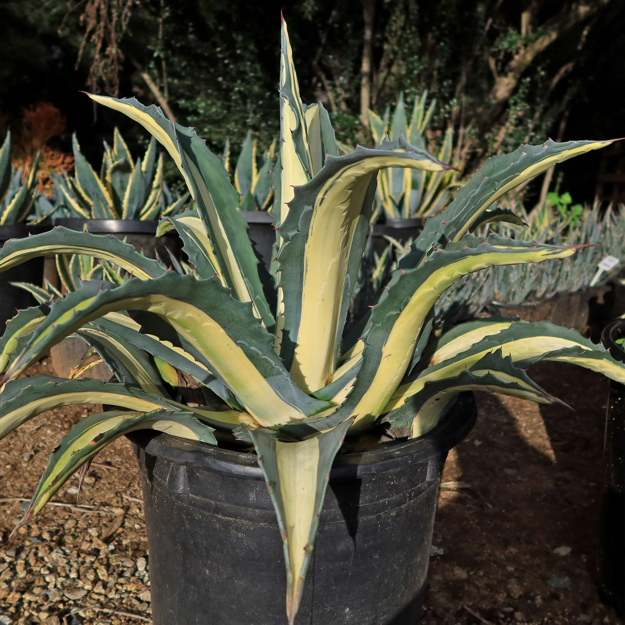 Agave mediopicta alba �C White Striped Century Plant