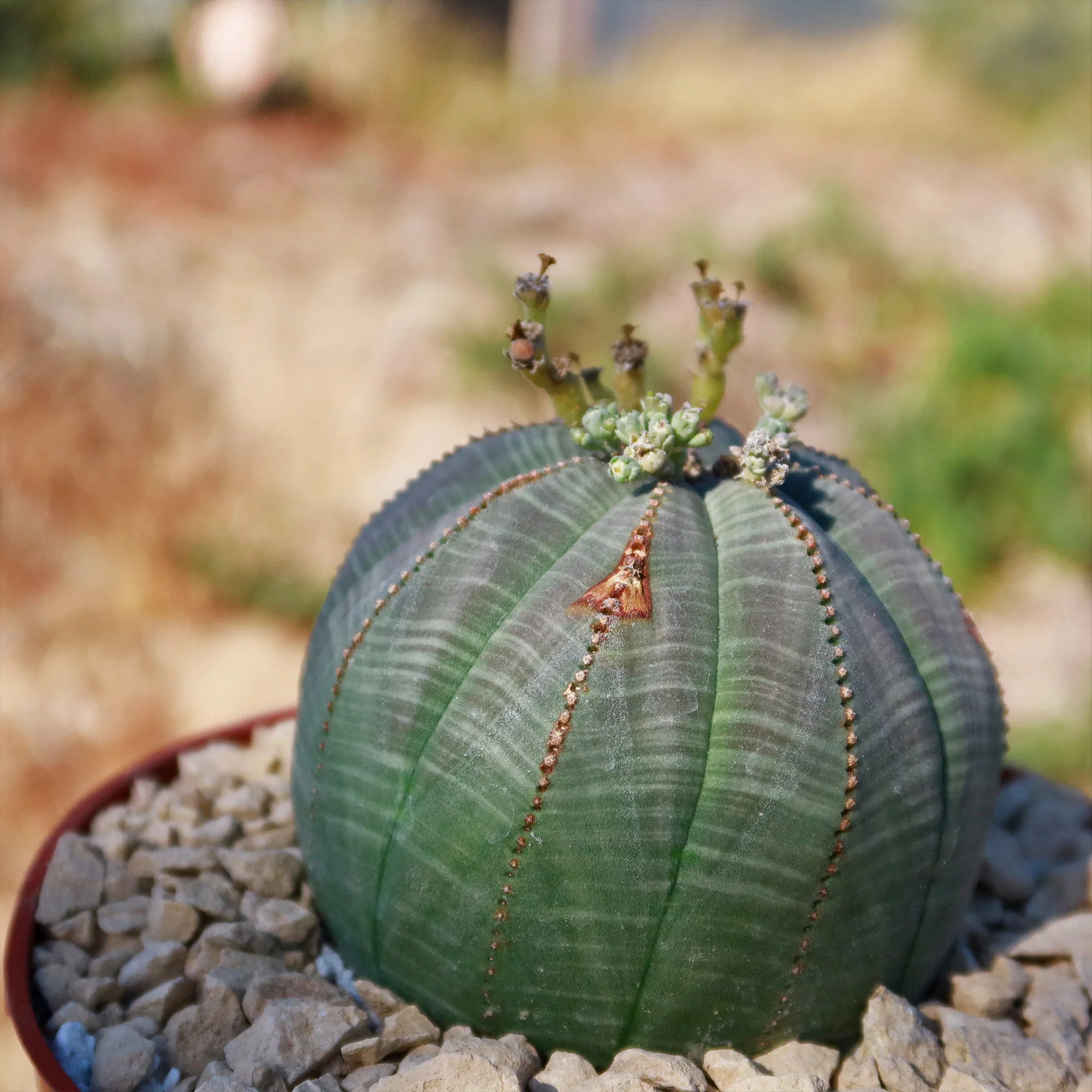 Baseball Plant 'Euphorbia obesa'