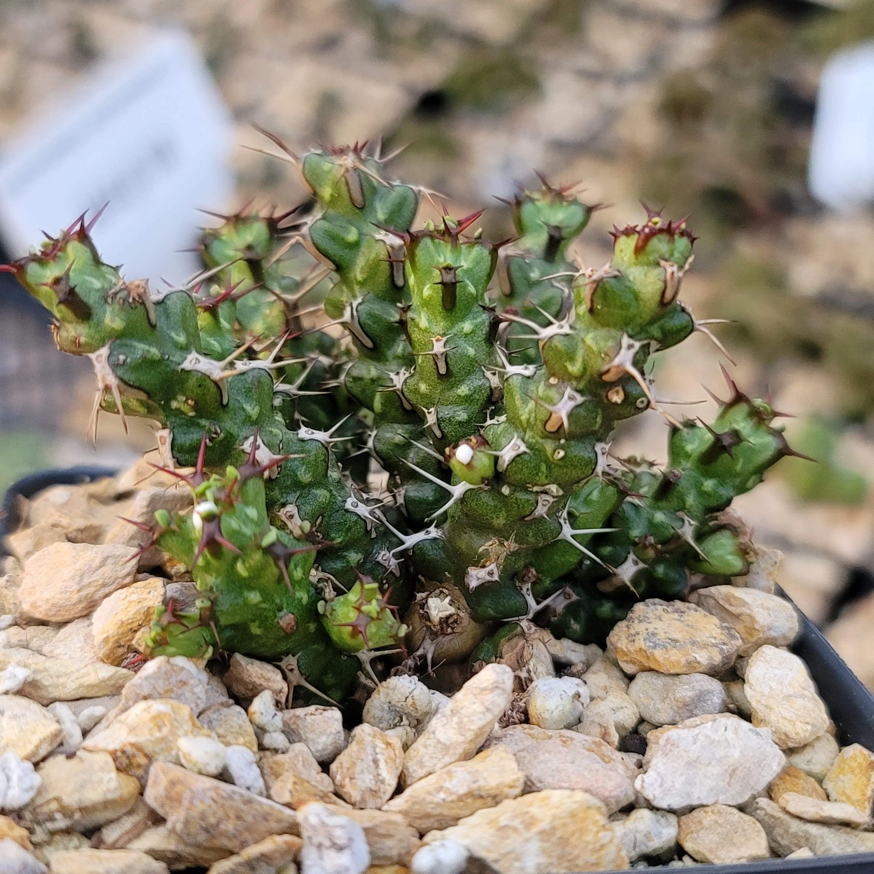 Euphorbia lenewtonii