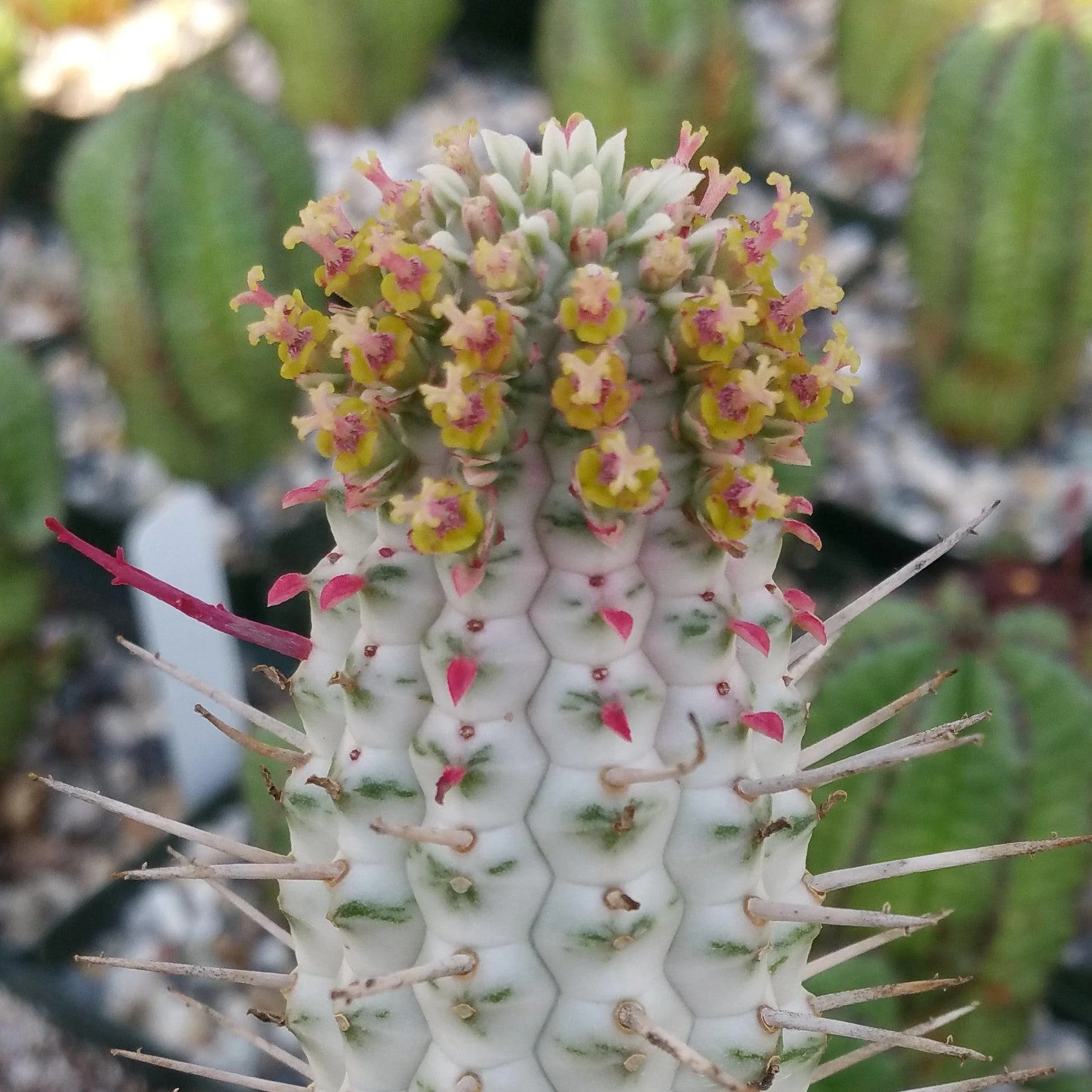 Euphorbia mammillaris variegata