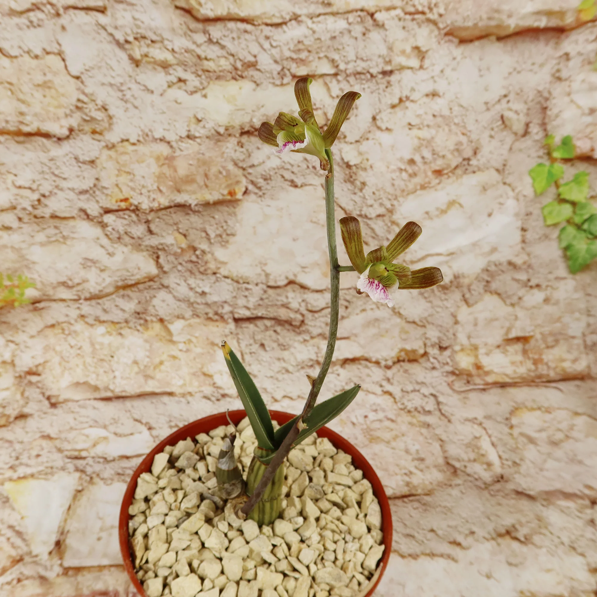 Eulophia petersii Desert Orchid Large