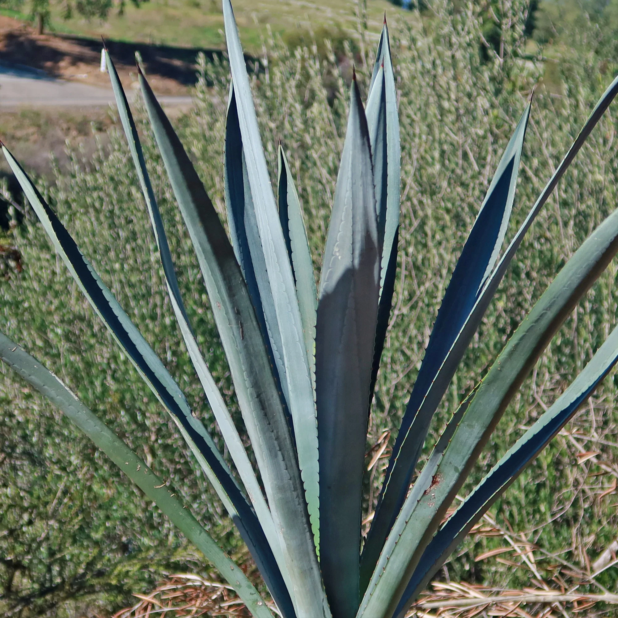 Blue agave - Agave Tequilana 'Tequila Plant'