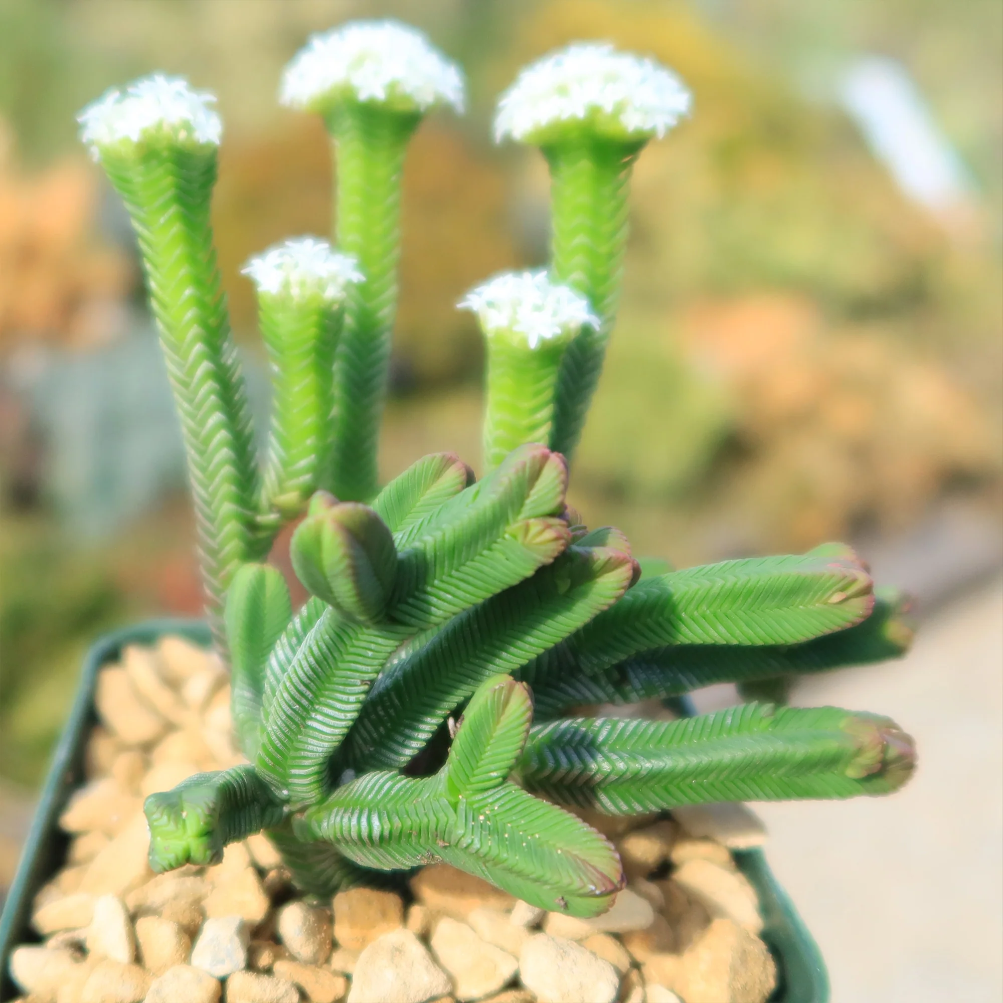 Pagoda Mini Jade ��Crassula pyramidalis��