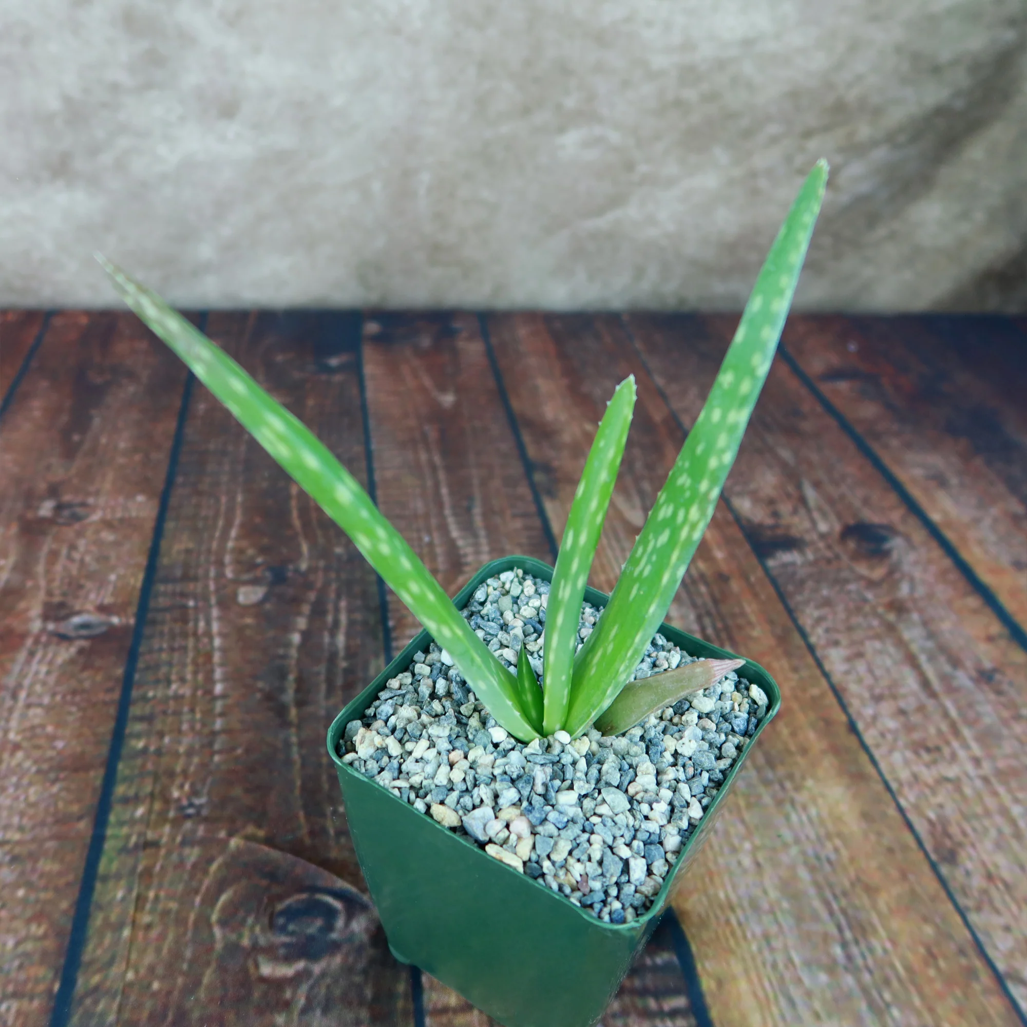 Aloe Vera - Aloe?barbadensis 'miller'
