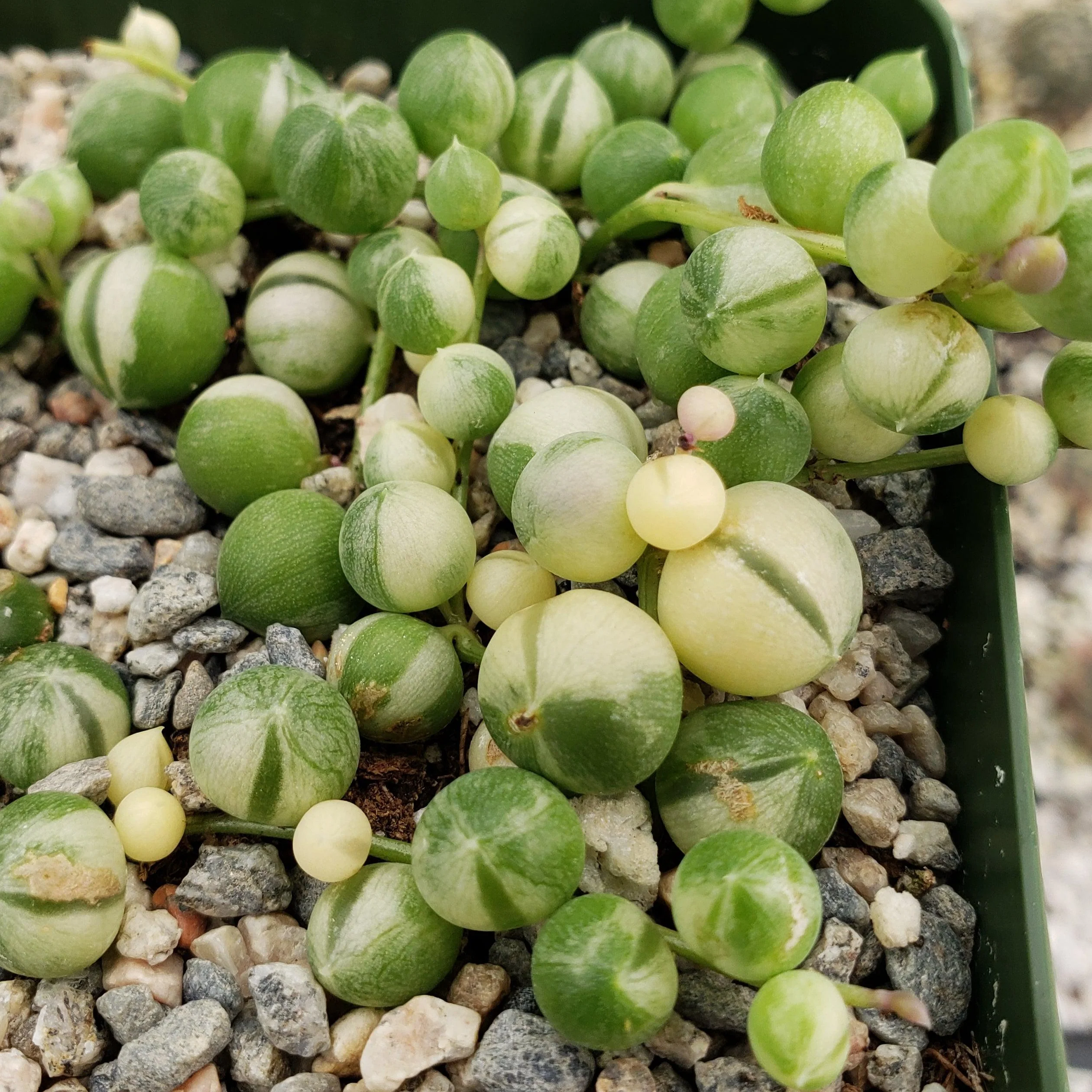 Variegated String of Pearls - Senecio Rowleyanus Variegated