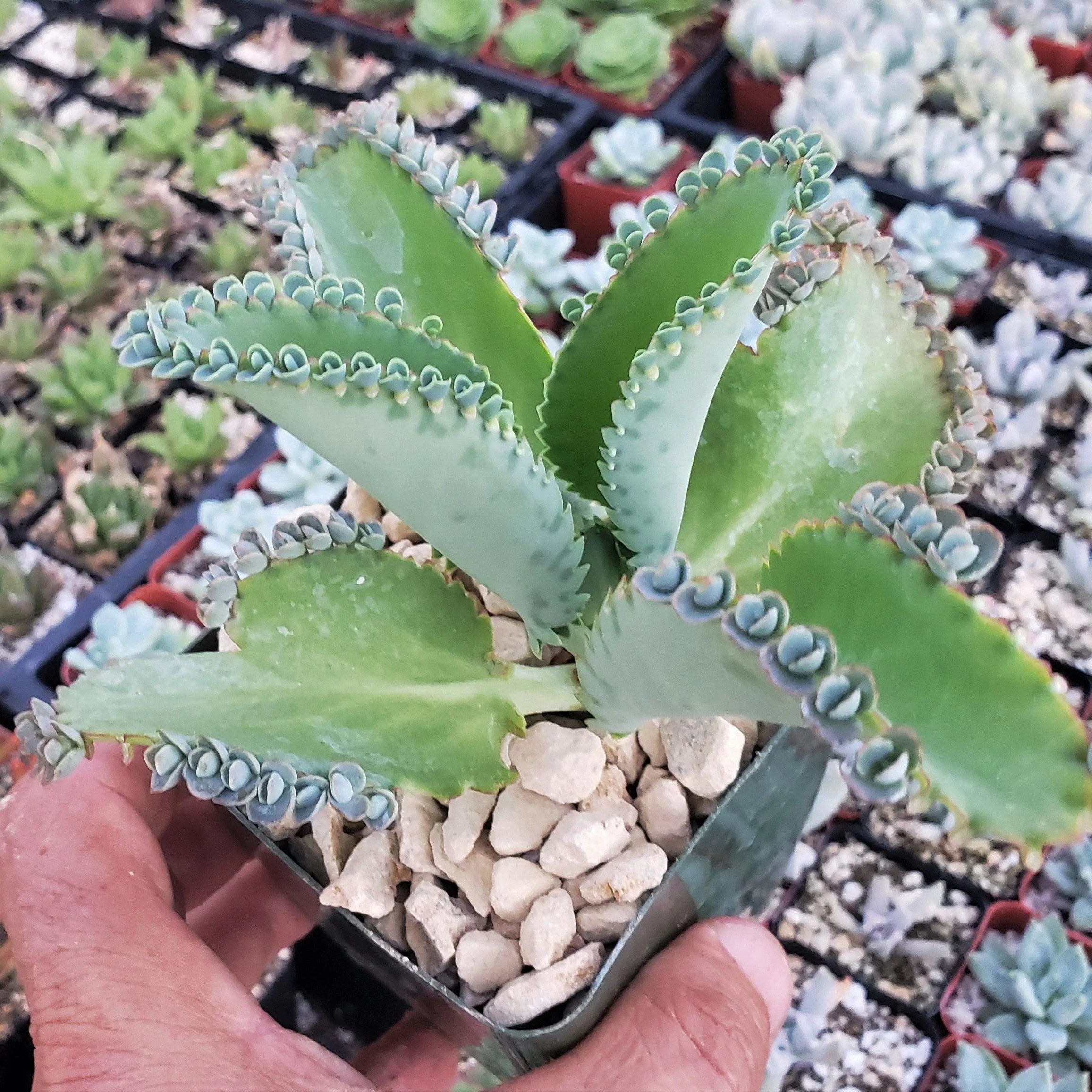 Mother of Thousands Plant 'Kalanchoe laetivirens'