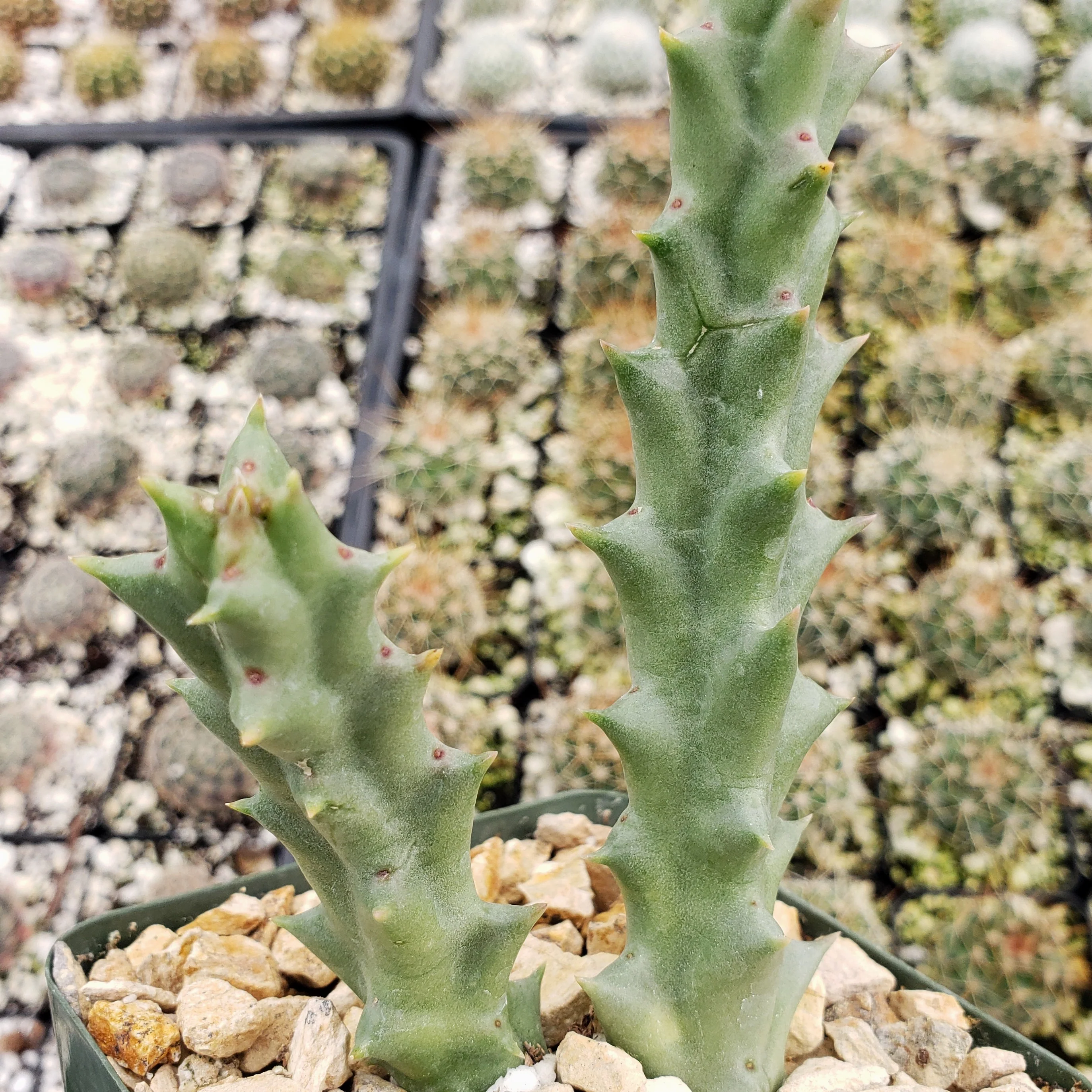 Stapelia orbea variegata lepida