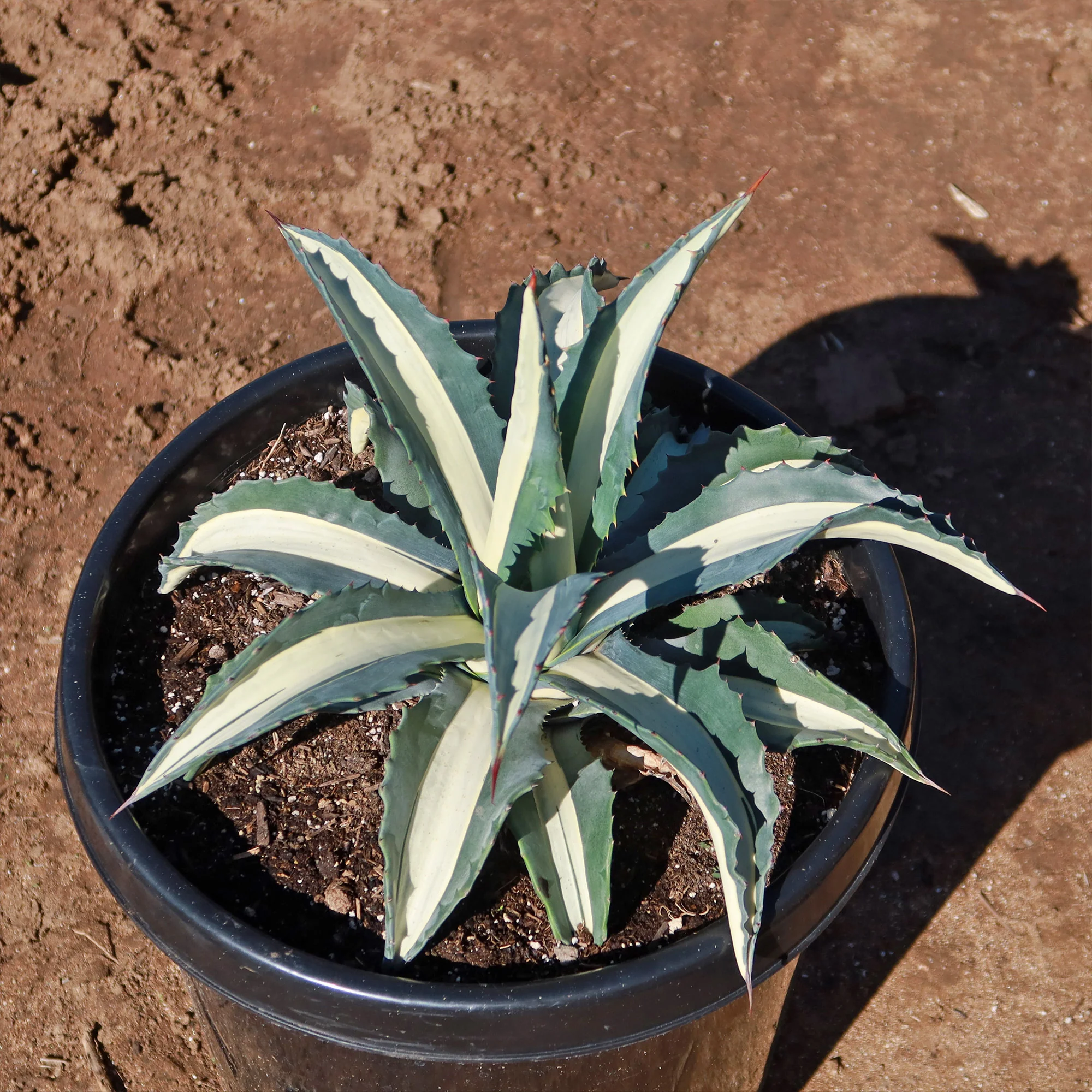 Agave mediopicta alba �C White Striped Century Plant