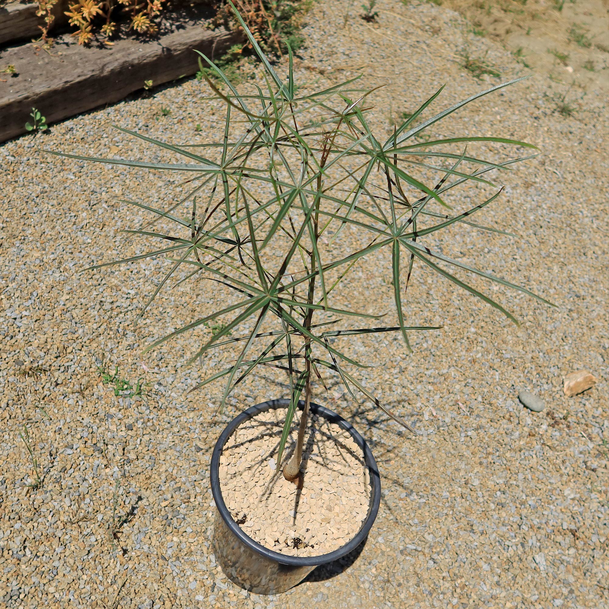 Queensland Bottle Tree 'Brachychiton rupestris'