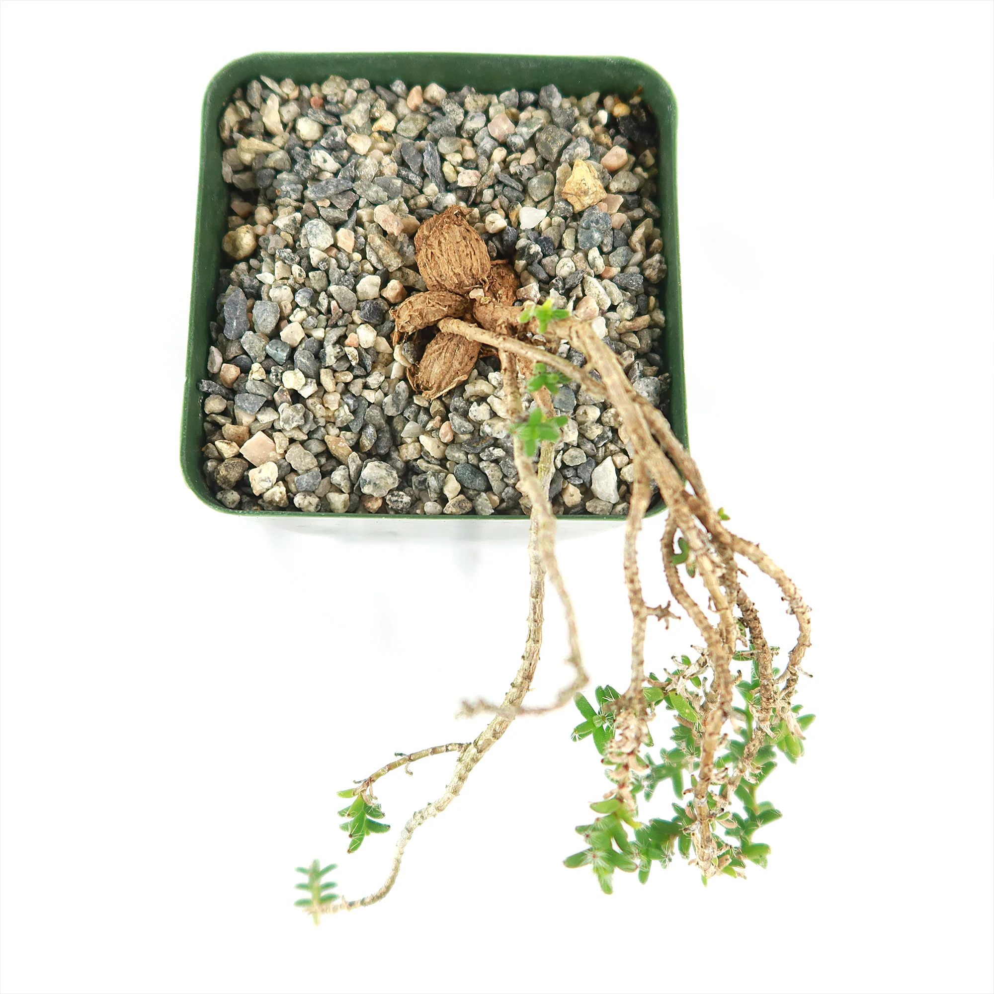 Trichodiadema bulbosom