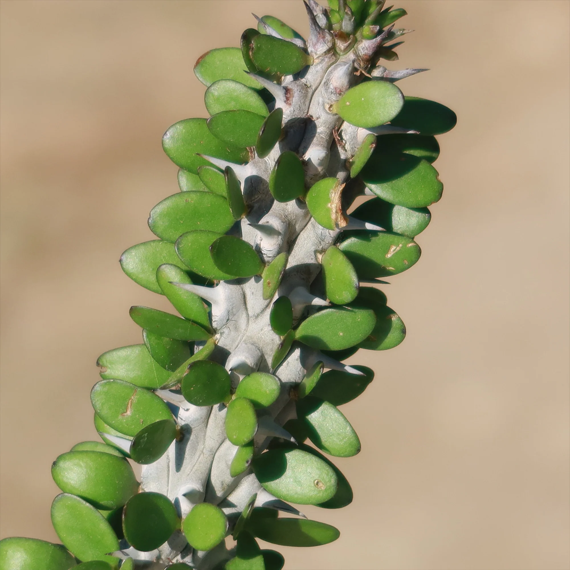 Madagascar ocotillo 'Alluaudia procera'