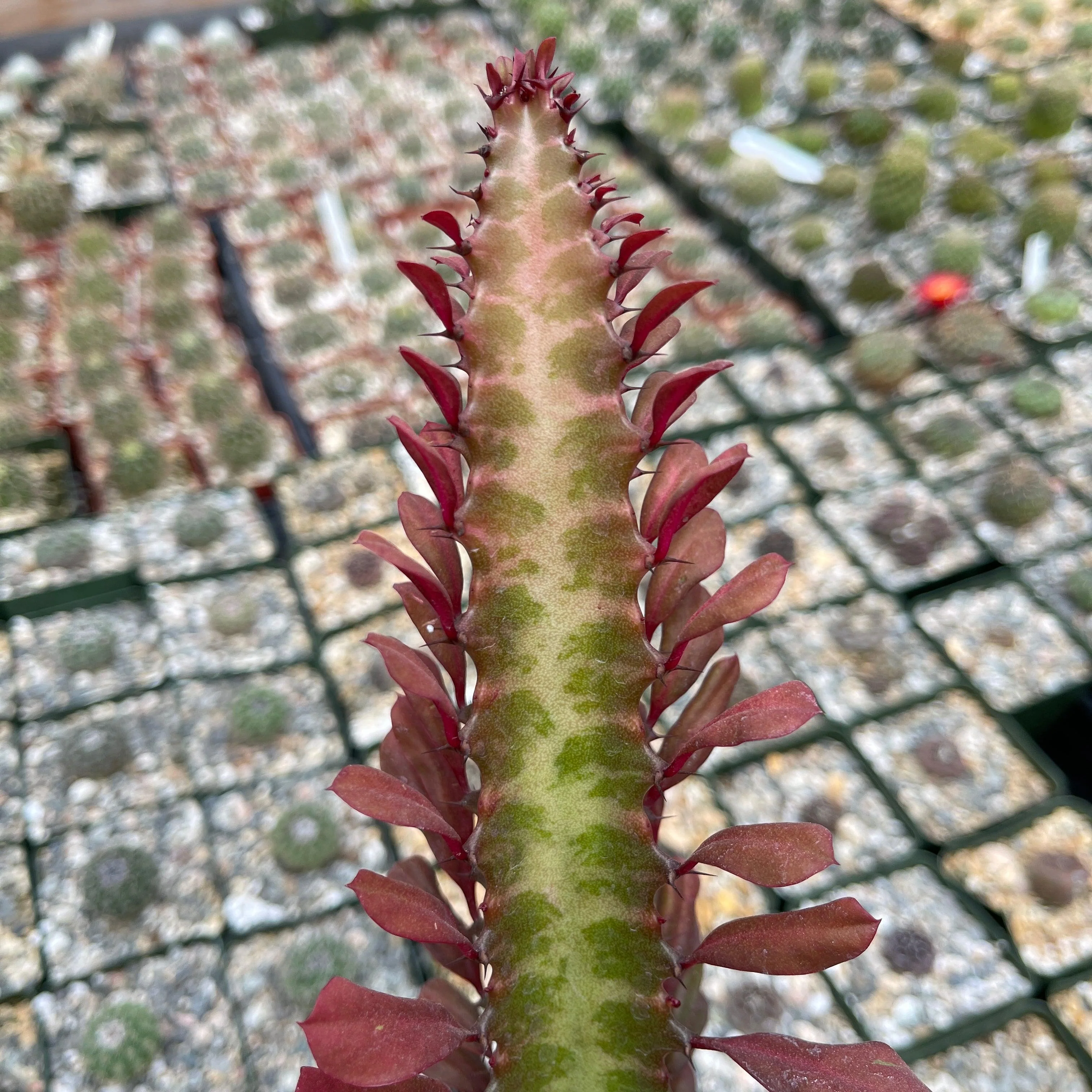 African Milk Tree - Euphorbia trigona 'Rubra'