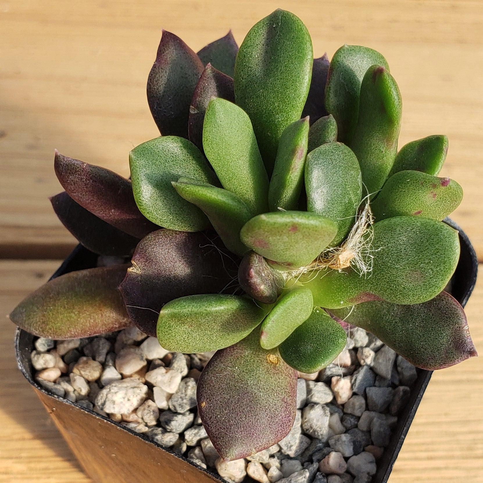 'Sand Rose Succulent - Anacampseros rufescens'