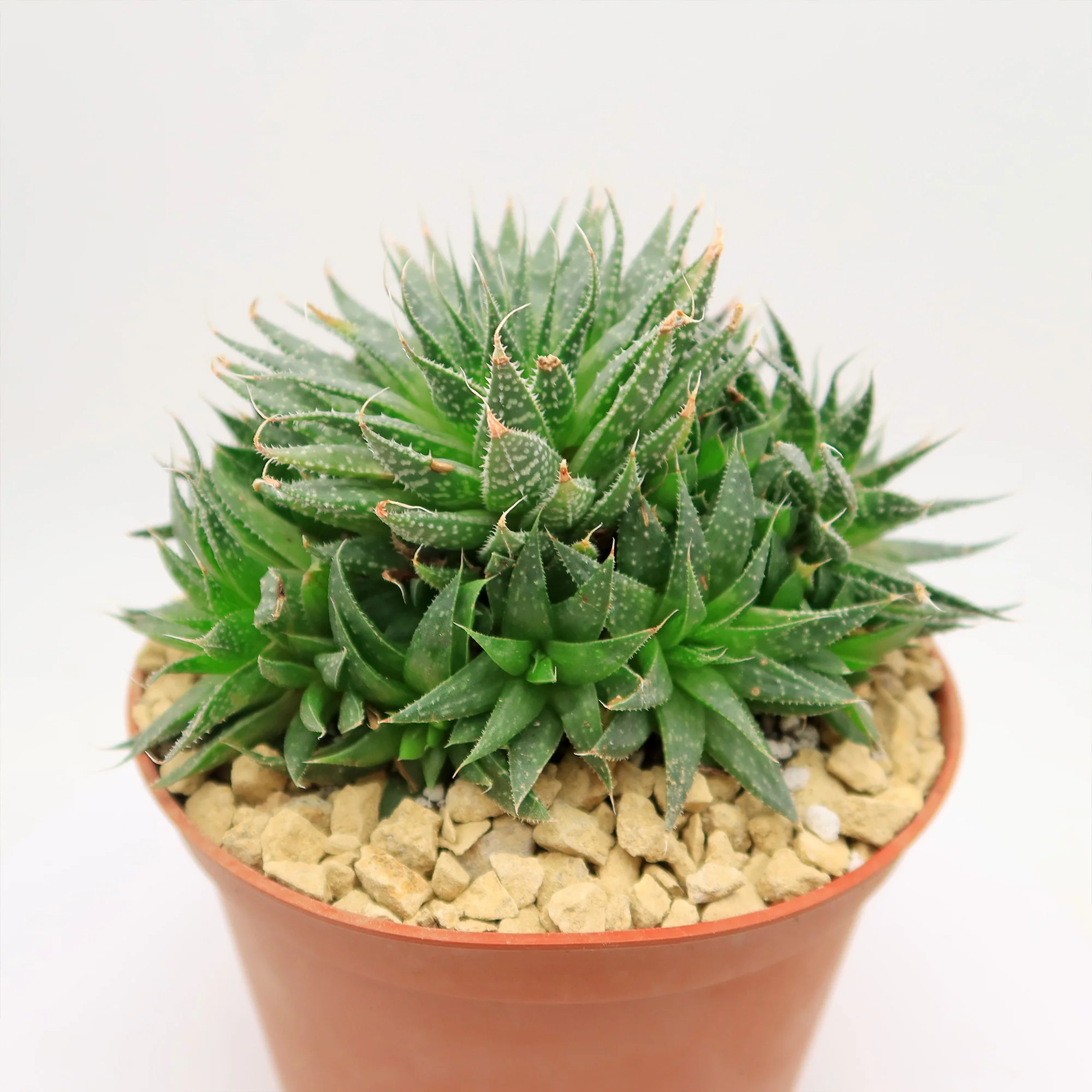 'Lace Aloe - Aloe aristata'