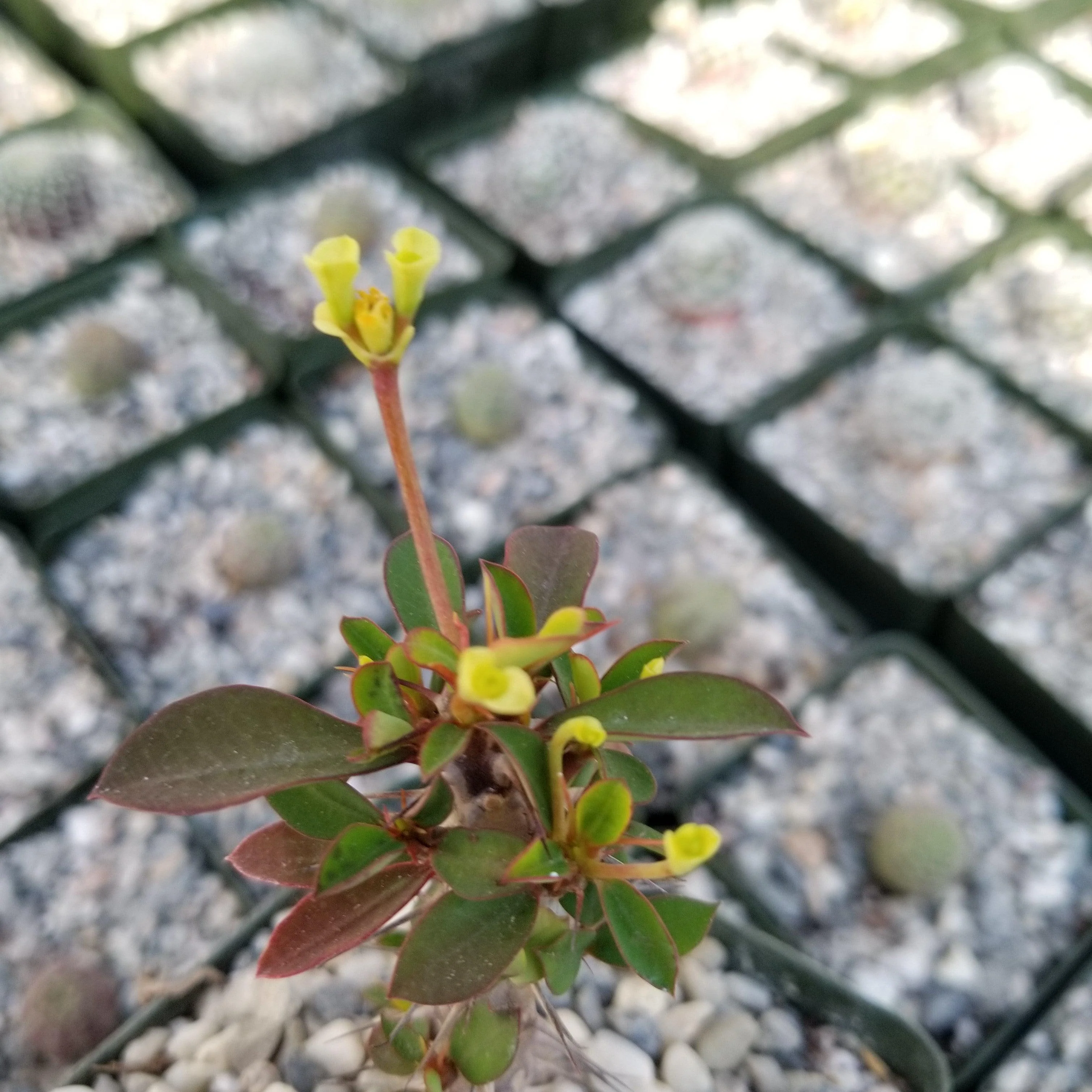 Euphorbia milii Yellow �C Crown of Thorns