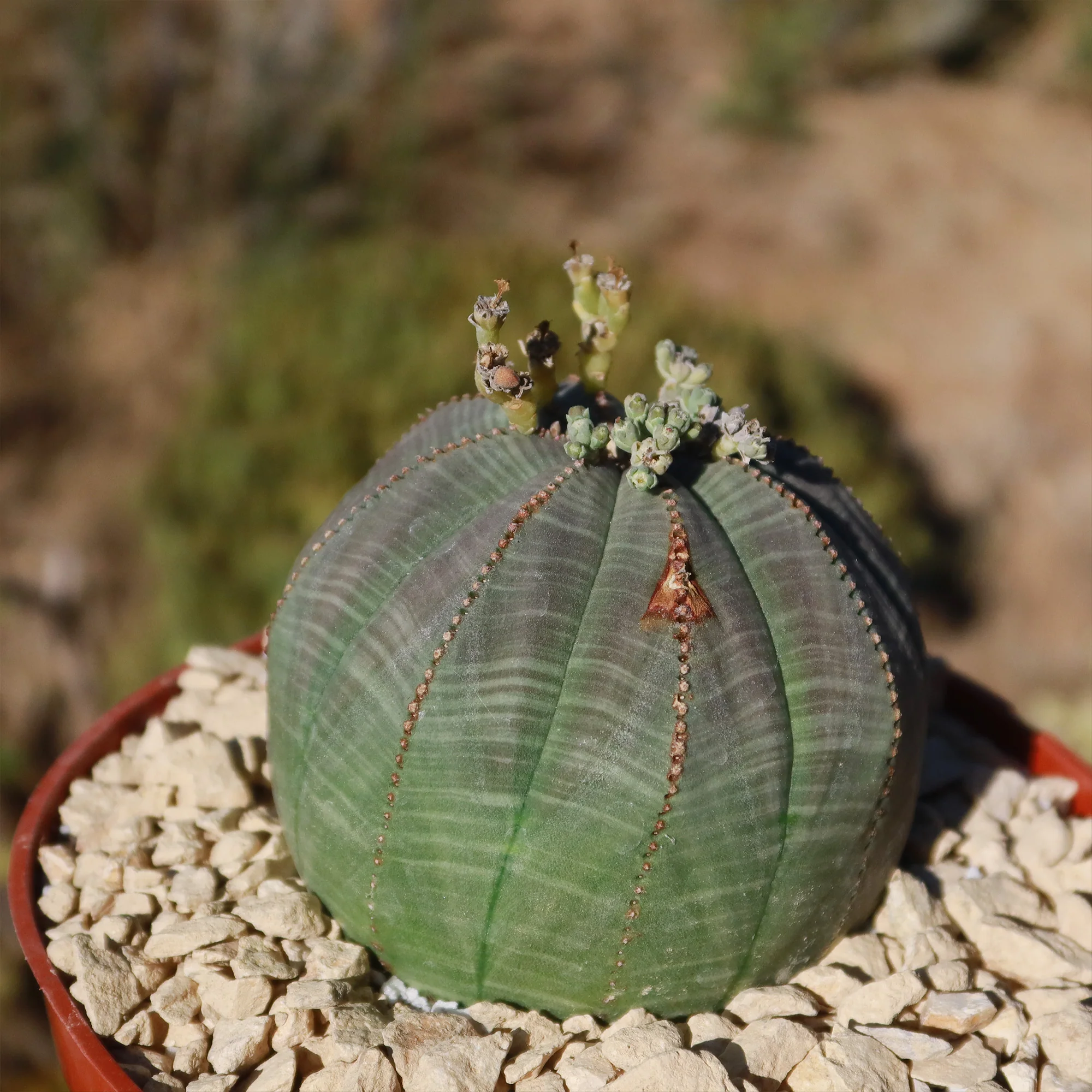 Baseball Plant 'Euphorbia obesa'