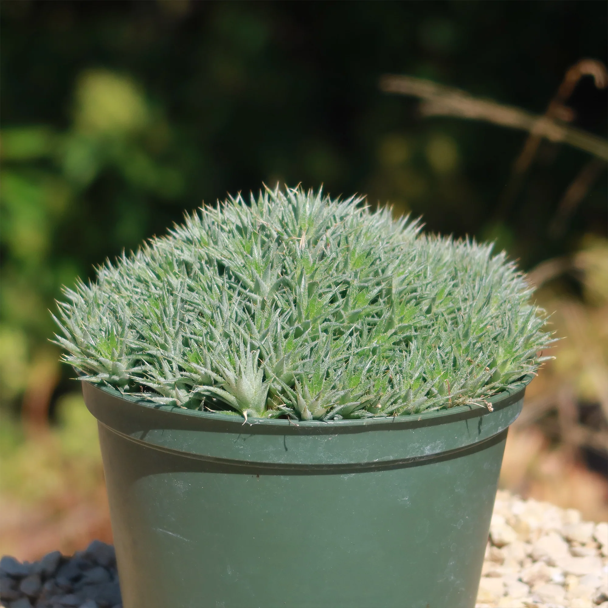 Abromeitiella chlorantha