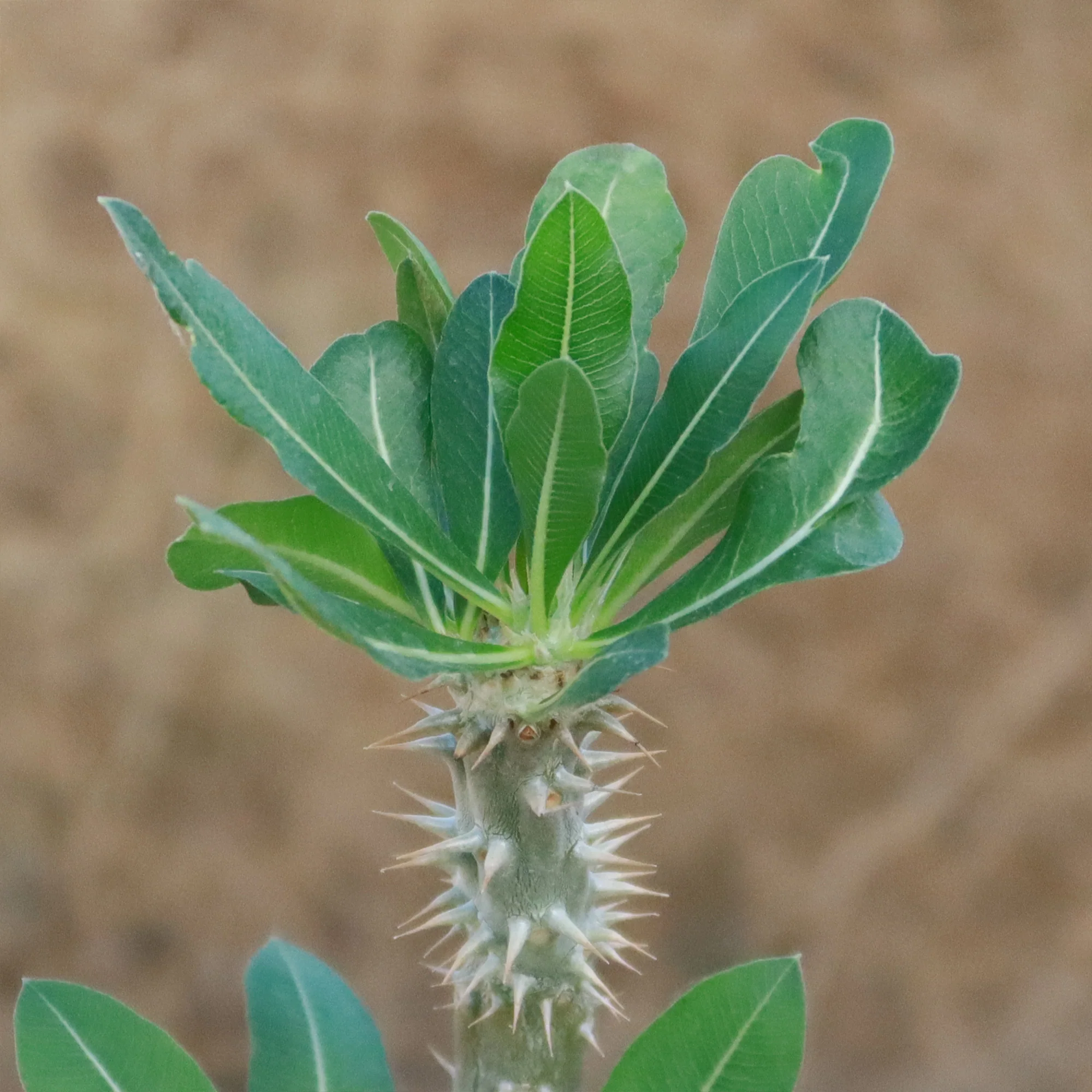 Pachypodium horombense