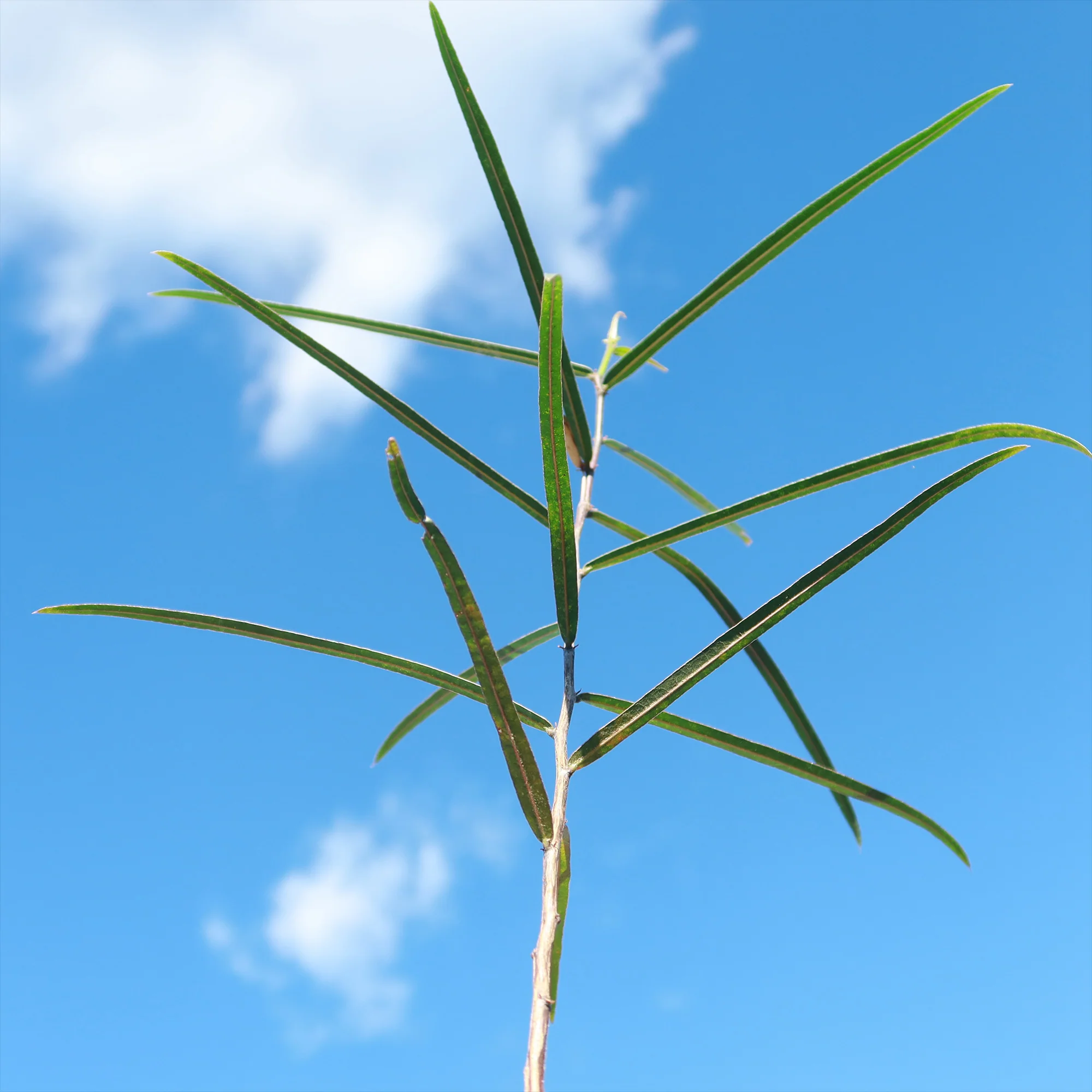 Queensland Bottle Tree 'Brachychiton rupestris'