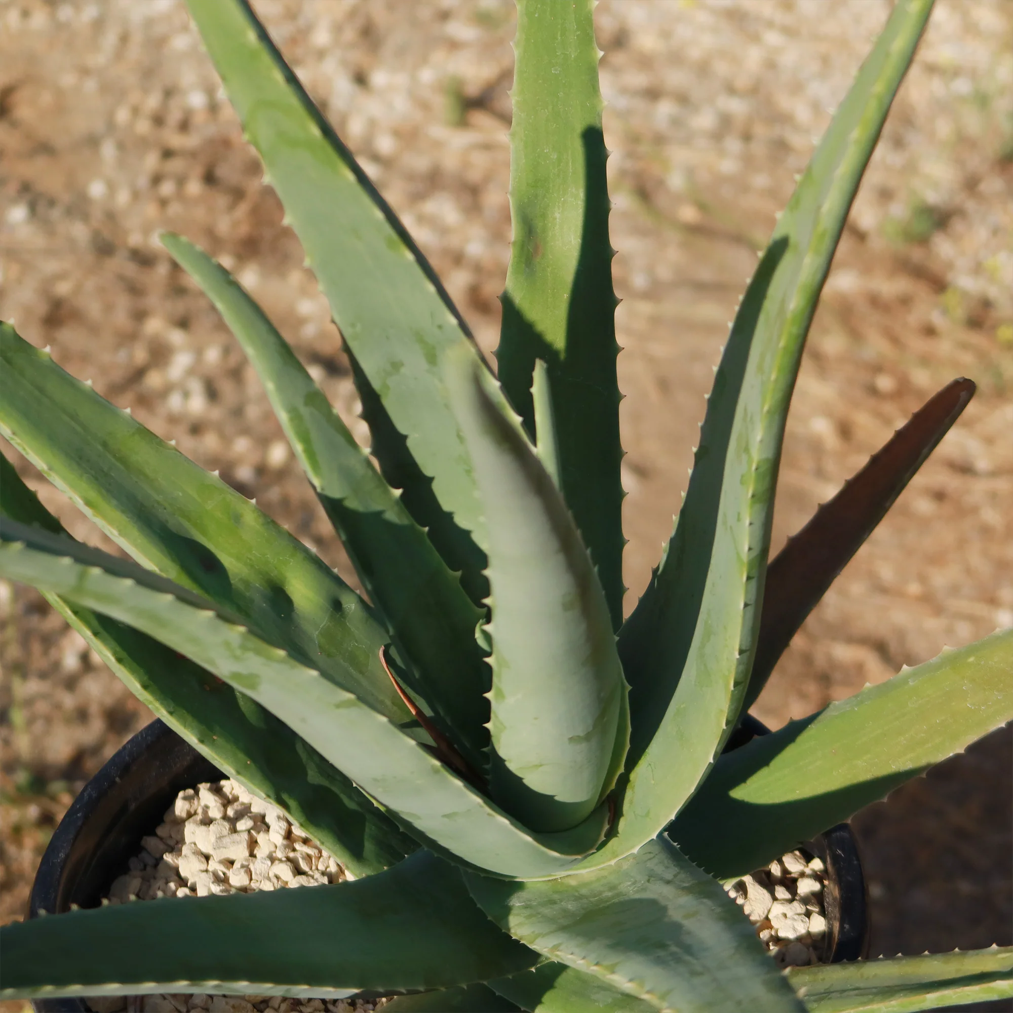 Aloe Vera - Aloe?barbadensis 'miller'
