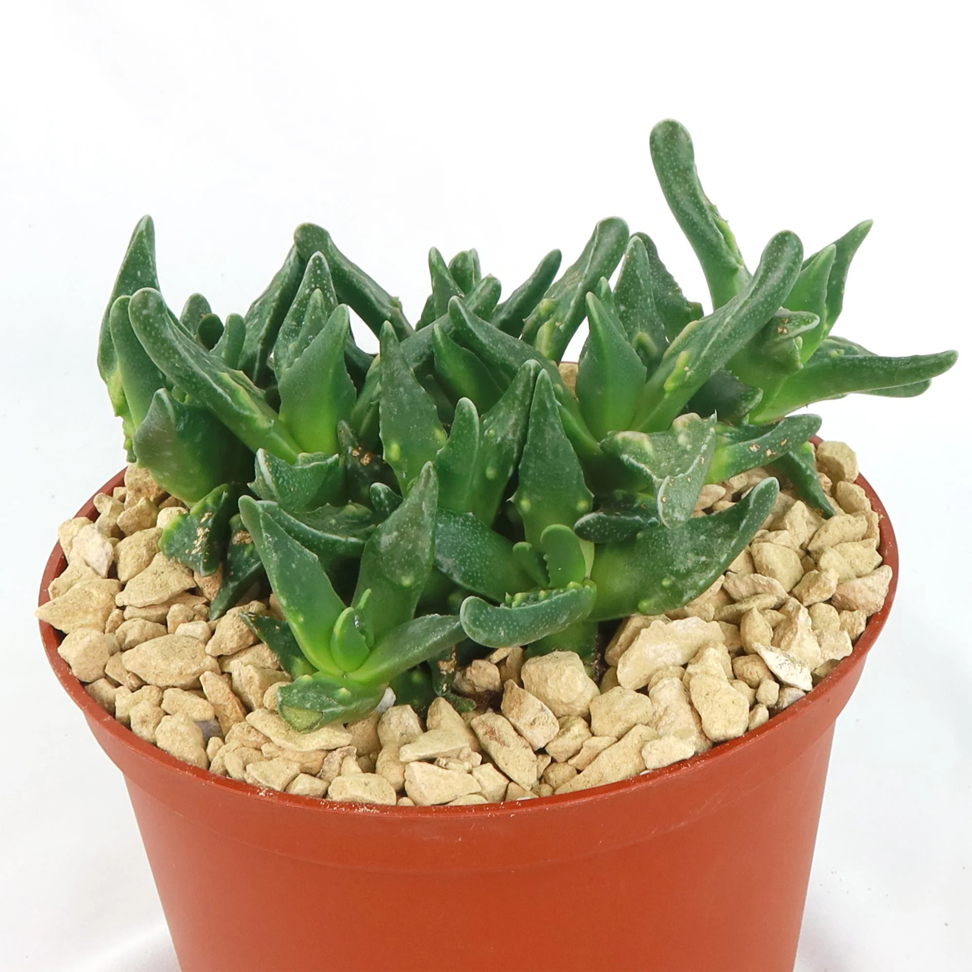 Faucaria tuberculosa soto