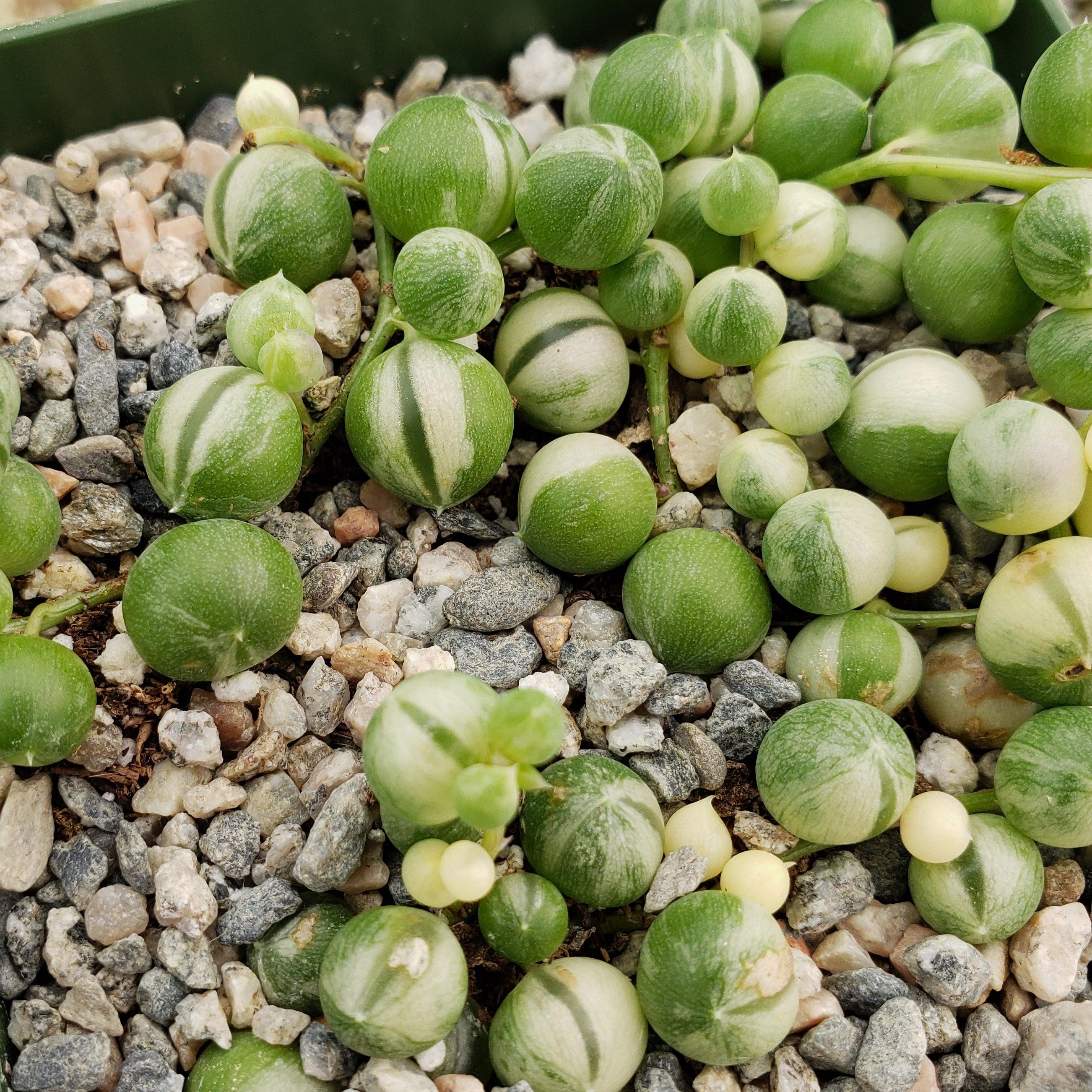 Variegated String of Pearls - Senecio Rowleyanus Variegated