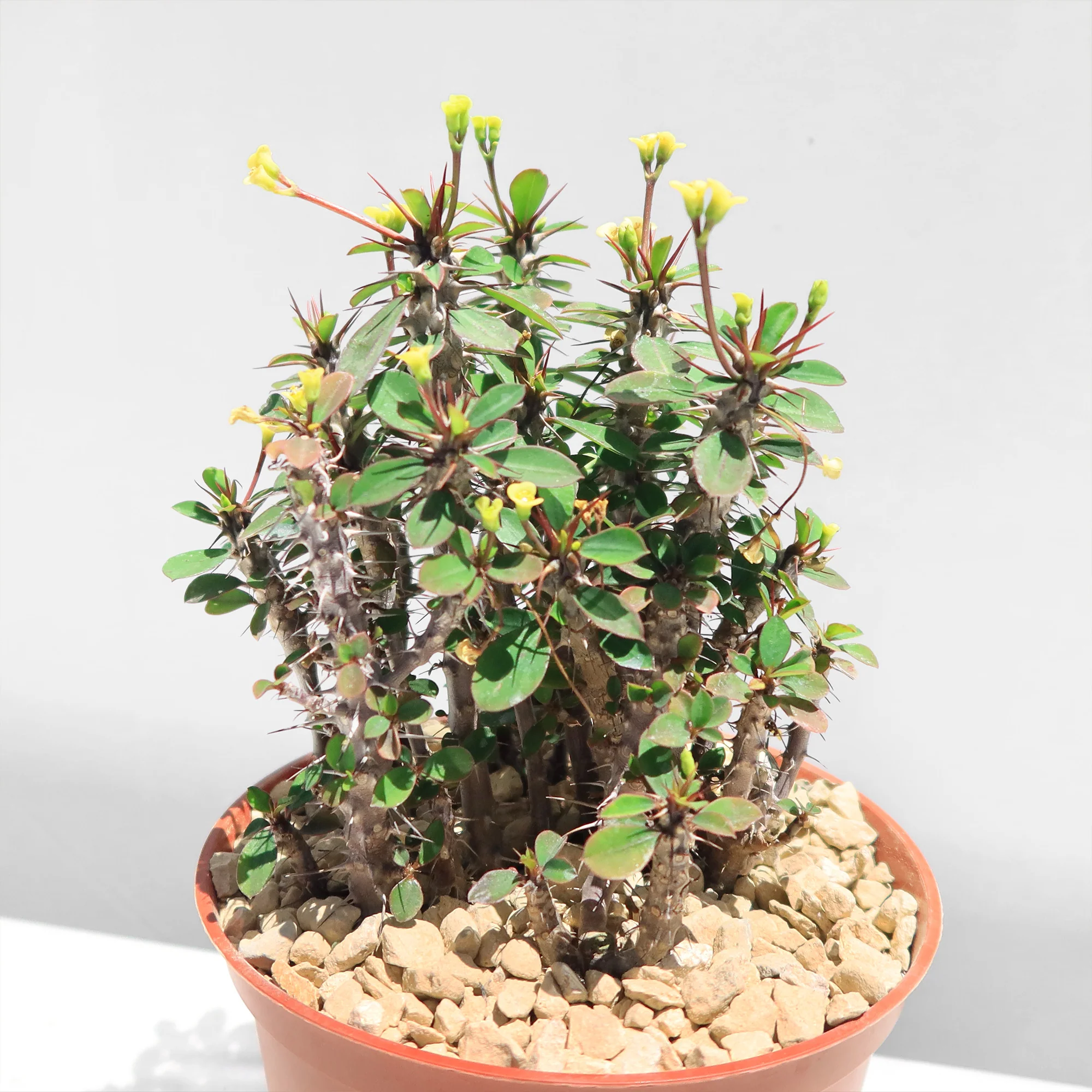 Euphorbia milii Yellow �C Crown of Thorns