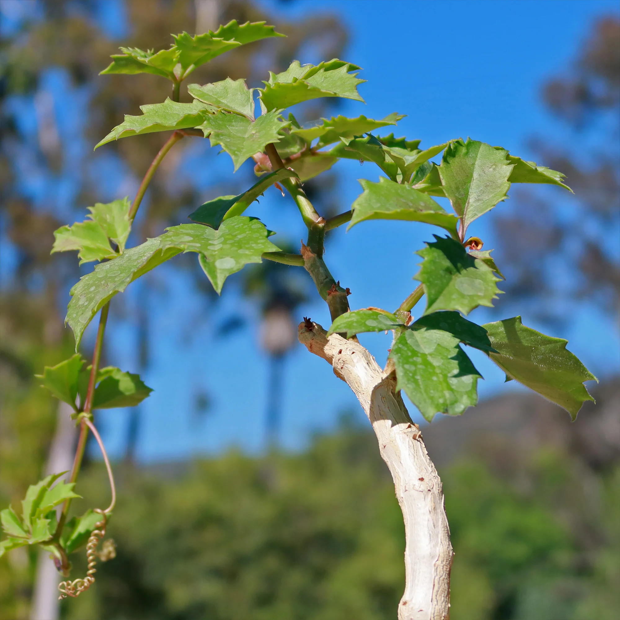 Cyphostemma cirrhosum