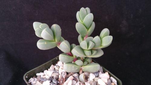Corpuscularia lehmannii