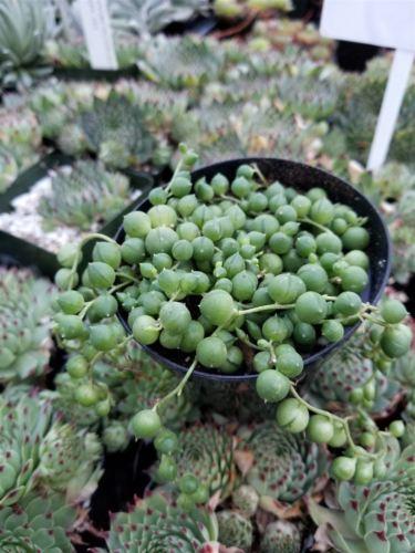String of Pearls 'Senecio rowleyanus'