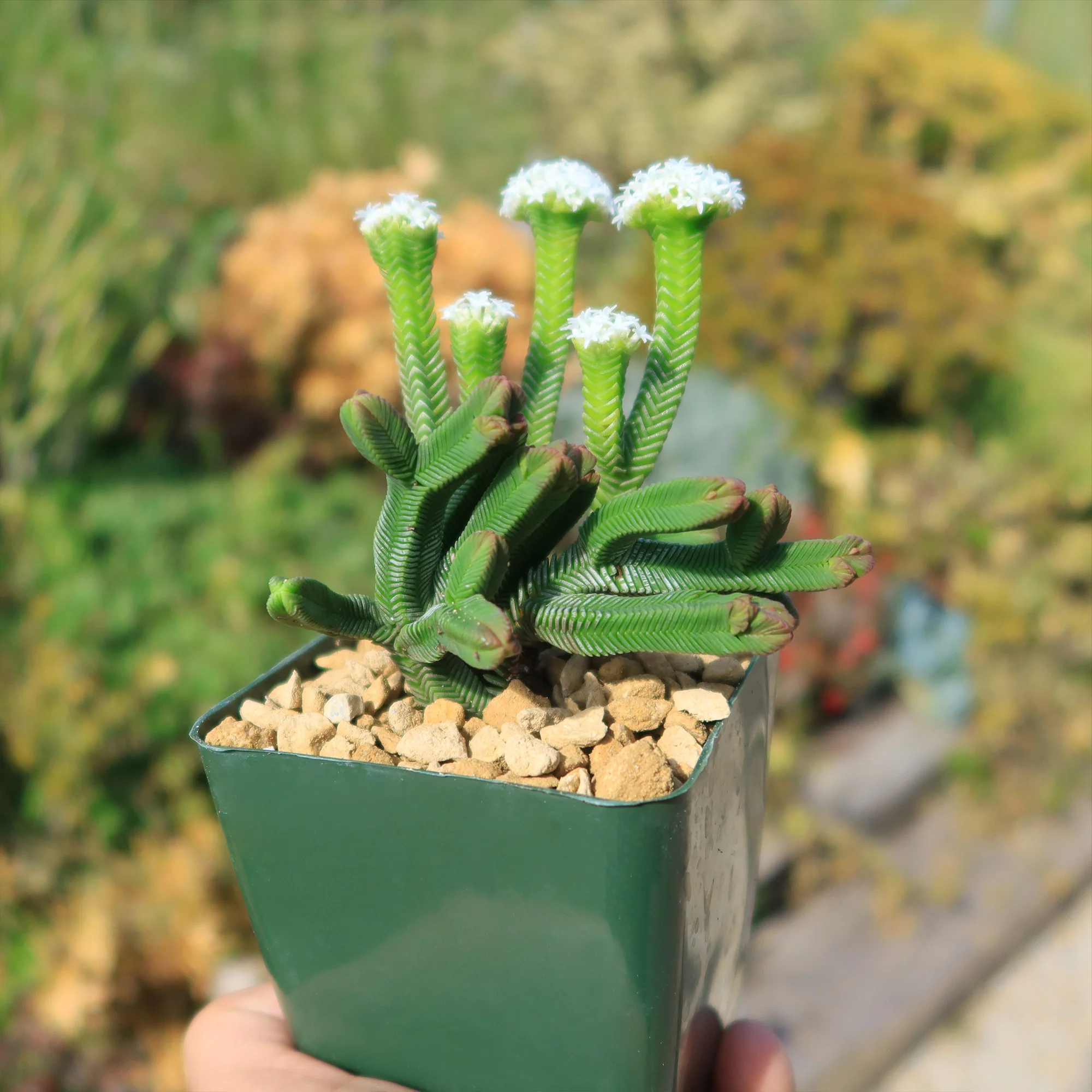 Pagoda Mini Jade ��Crassula pyramidalis��