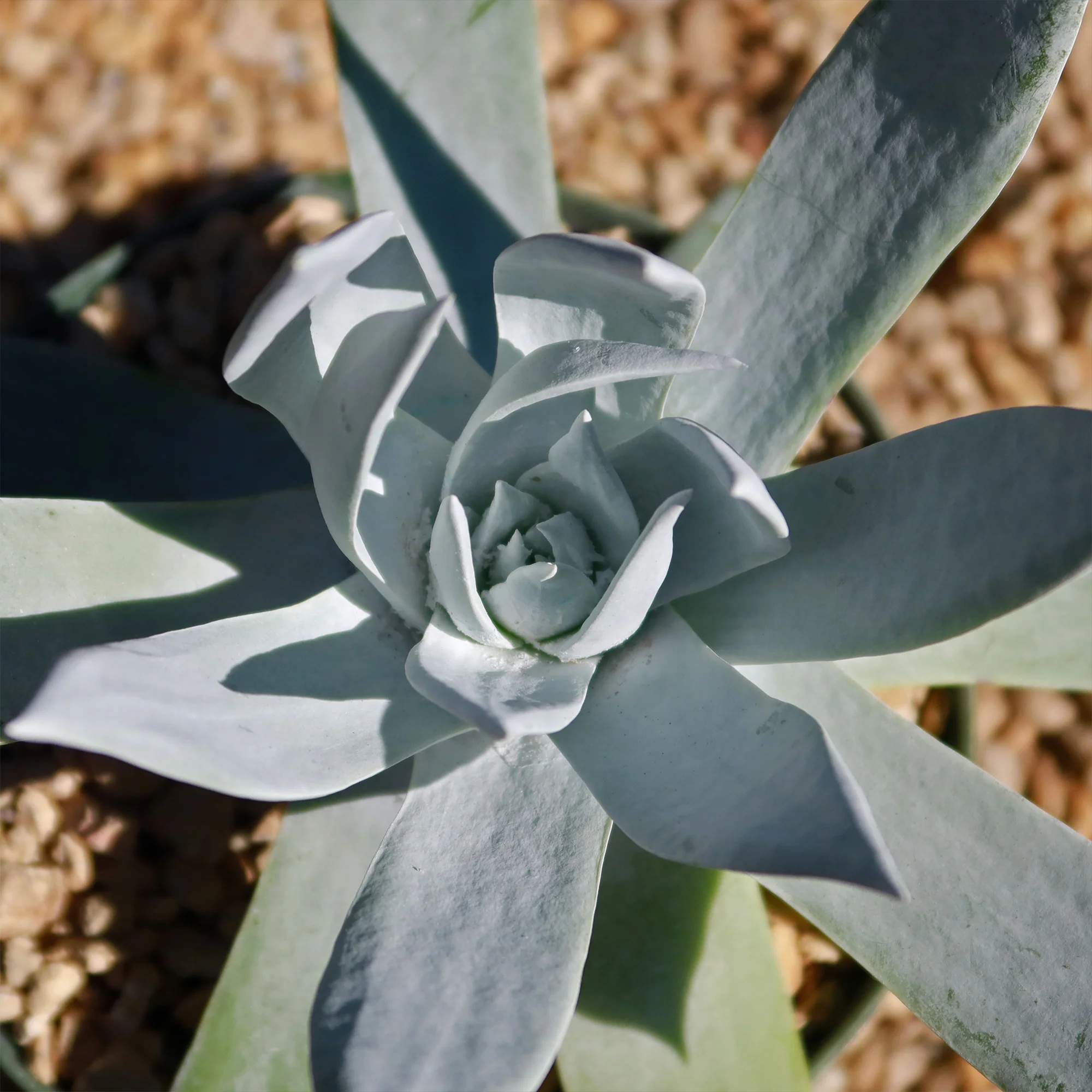 Giant Chalk Dudleya ��Dudleya brittonii��