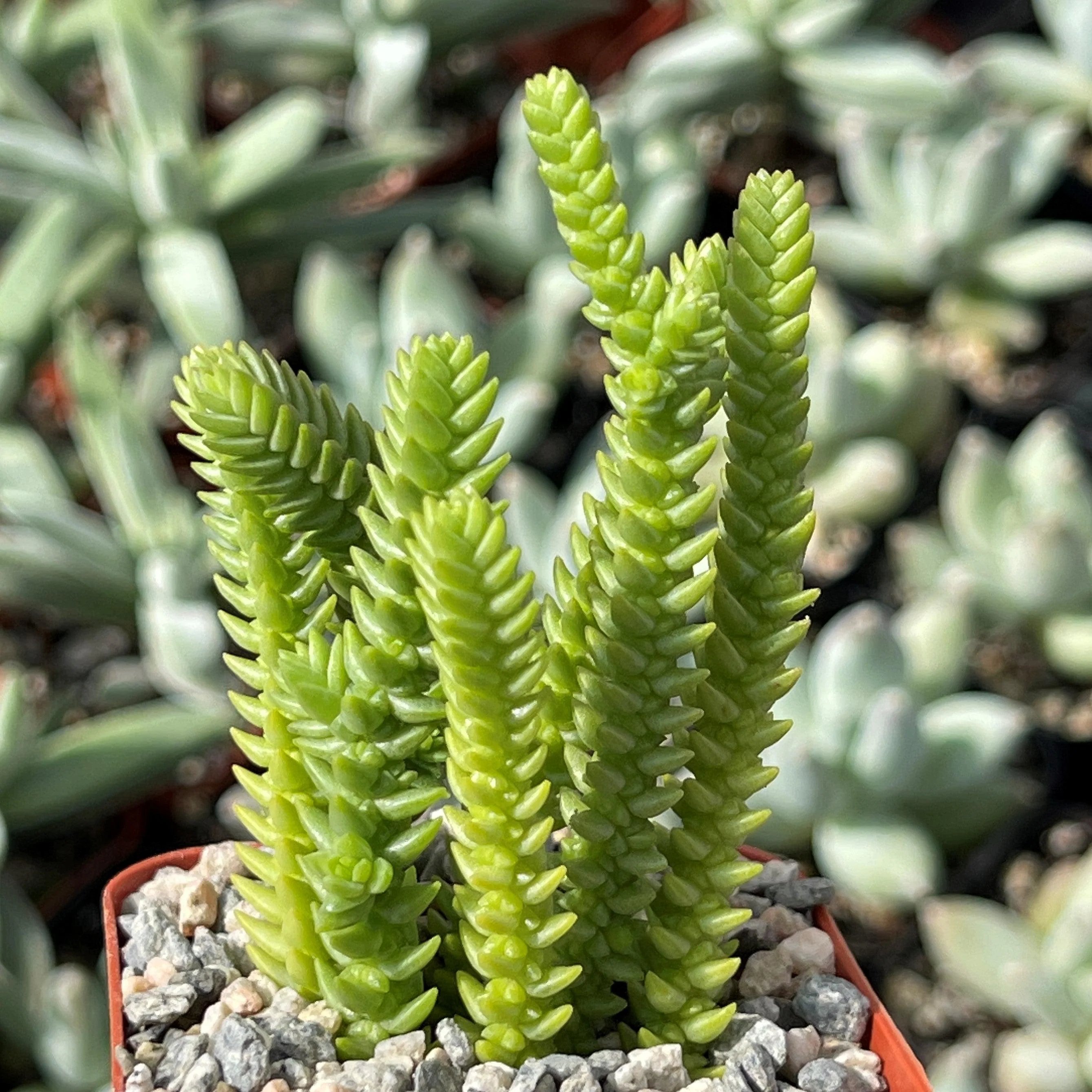 Watch Chain 'Crassula muscosa lycopodioides'