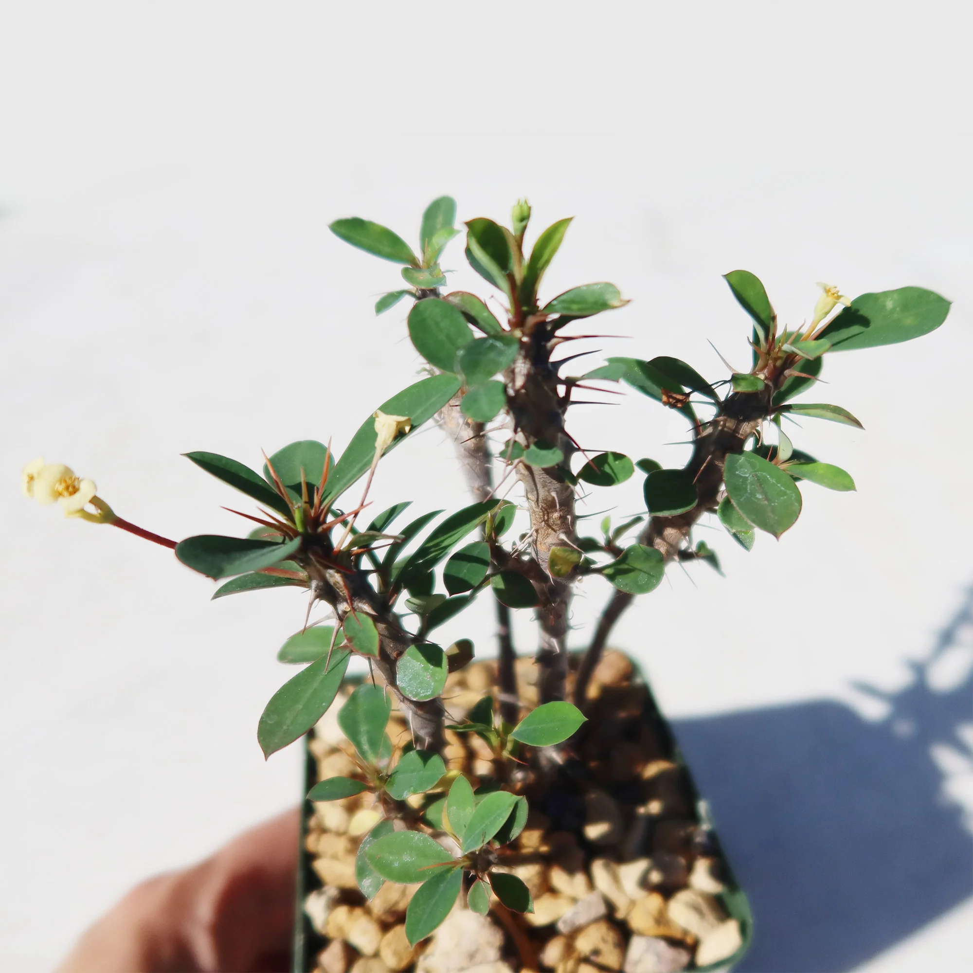 Euphorbia milii Yellow �C Crown of Thorns